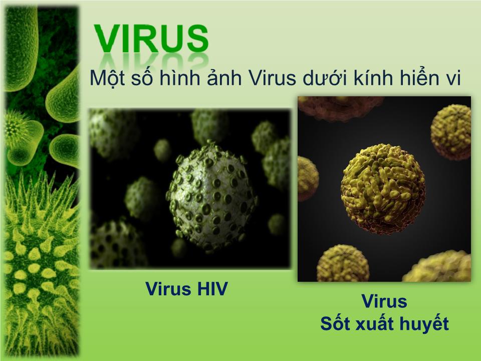 Bài thuyết trình - Chủ đề: Virus trang 4