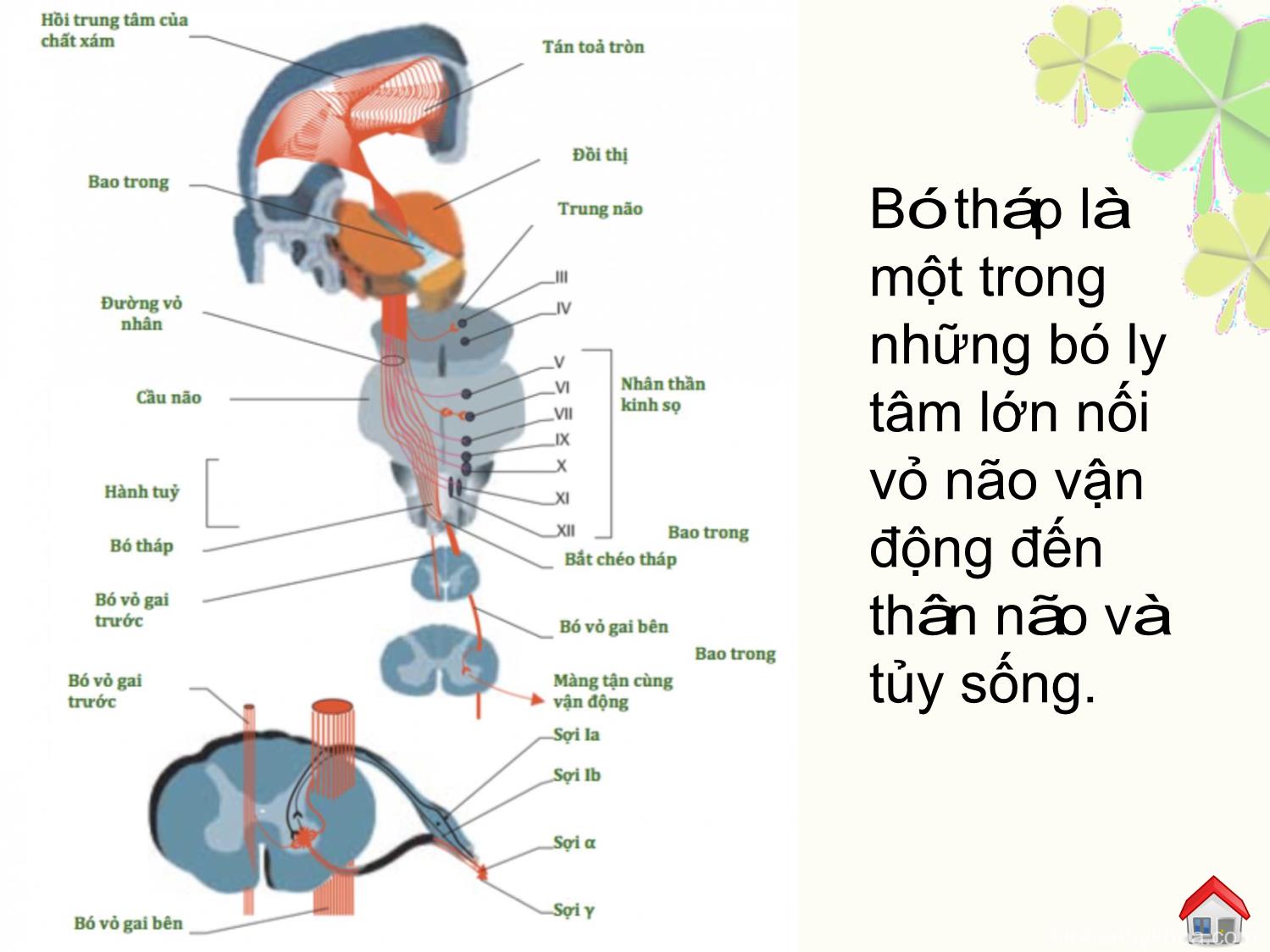 Đặc điểm hình ảnh bó tháp trên cộng hưởng từ khuếch tán theo hướng (dti) của người bình thường và thay đổi trong tổn thương nhồi máu não cấp trang 5