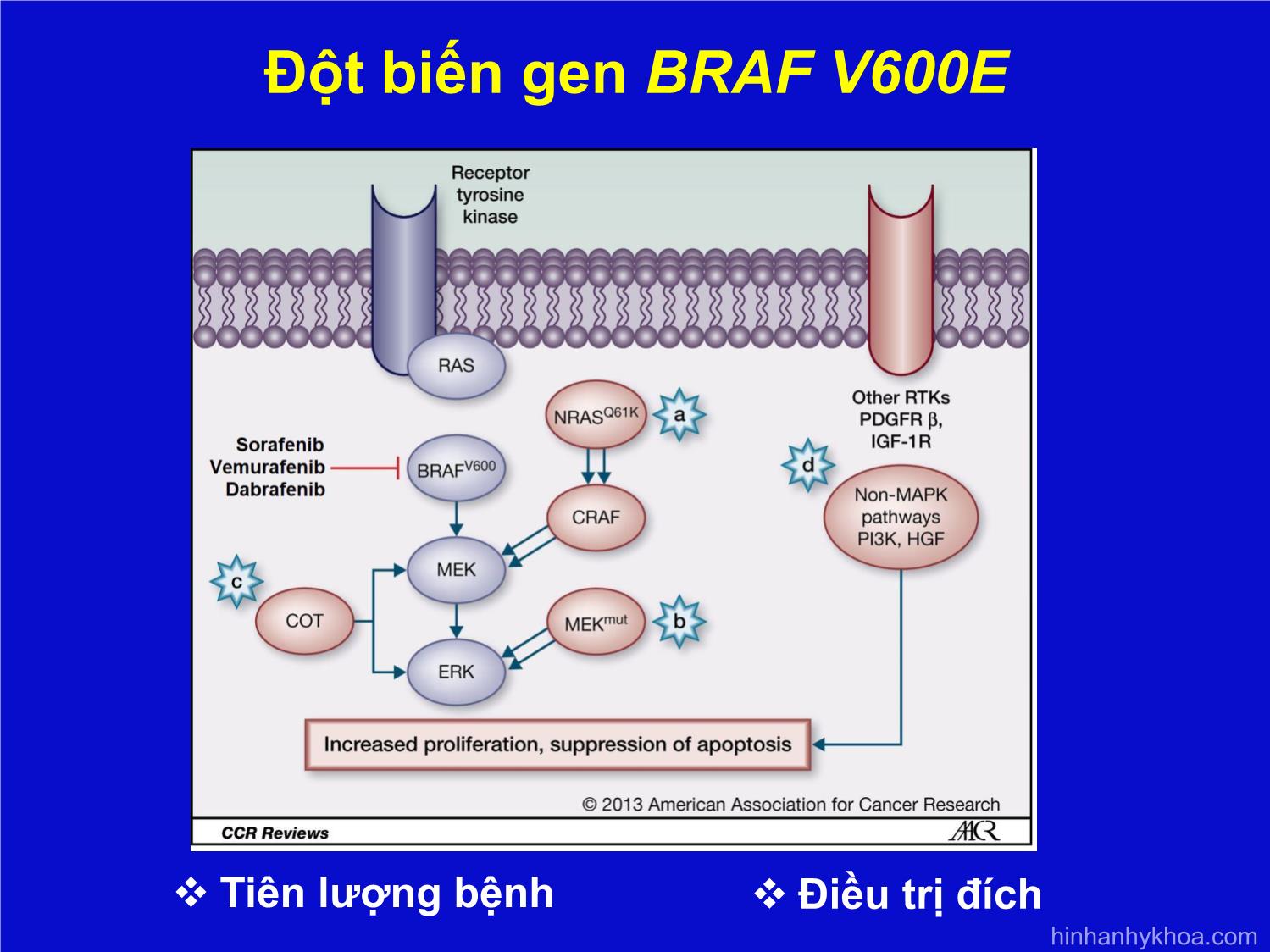 Khảo sát tình trạng đột biến gen BRAF V600E ở bệnh nhân ung thư tuyến giáp thể biệt hóa trang 5