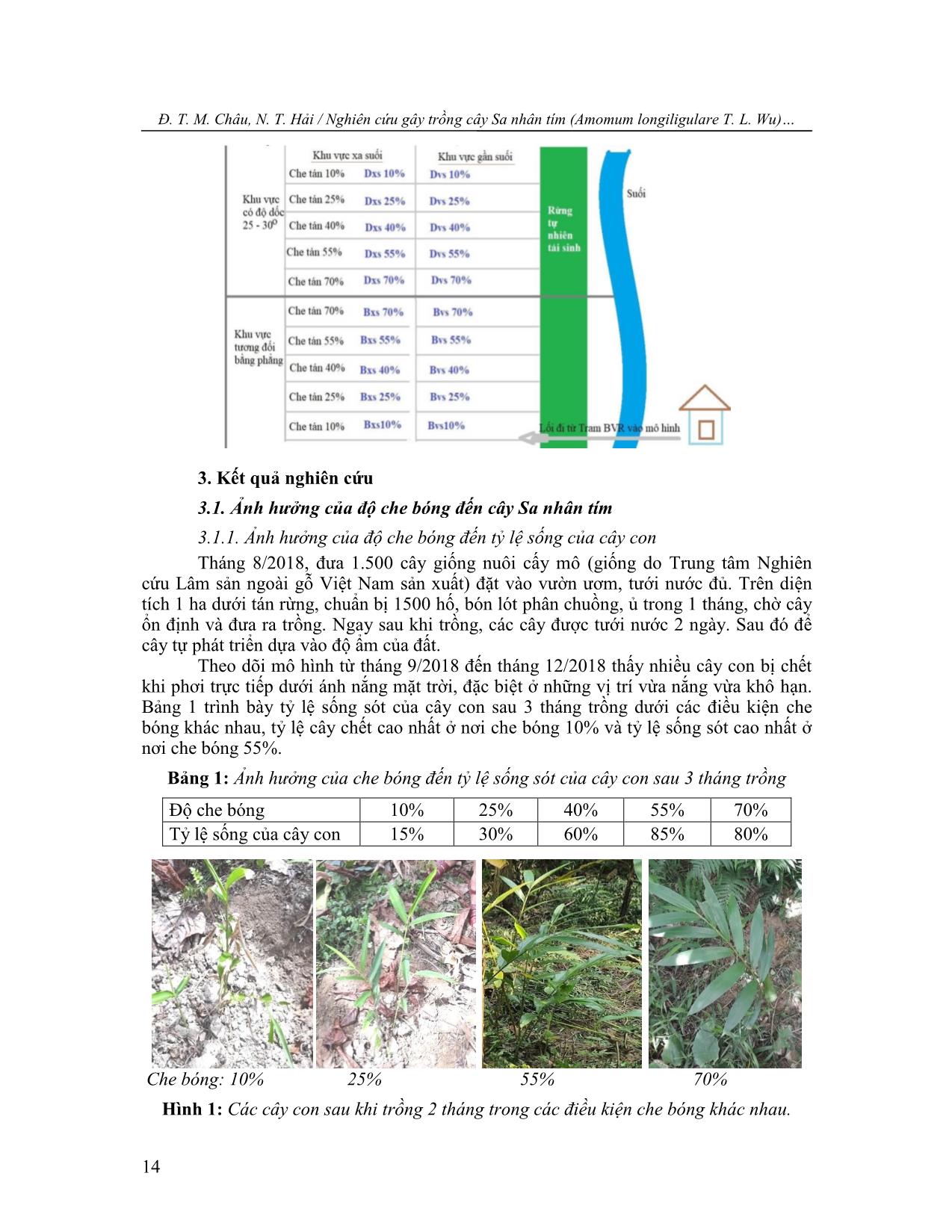 Nghiên cứu gây trồng cây sa nhân tím (Amomum longiligulare T. L.Wu) dưới tán rừng tự nhiên ở vùng miền núi Nghệ An trang 3