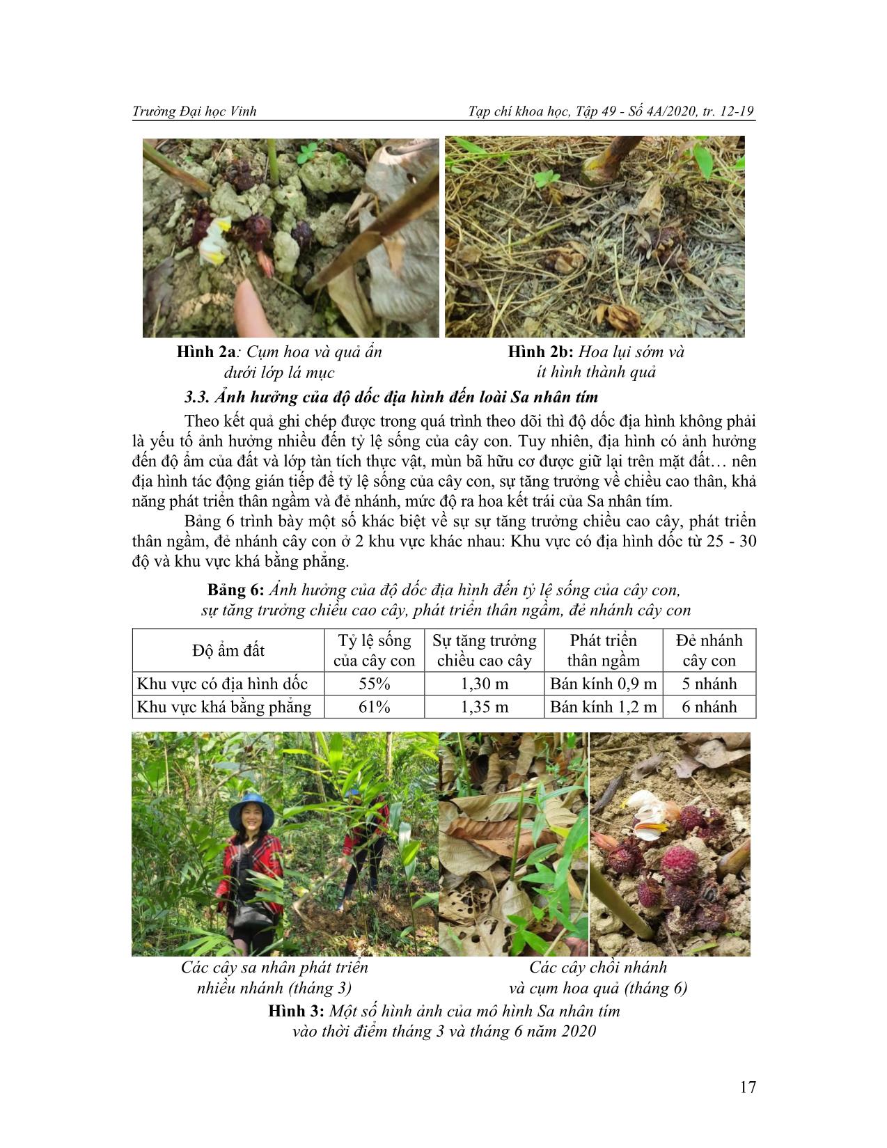 Nghiên cứu gây trồng cây sa nhân tím (Amomum longiligulare T. L.Wu) dưới tán rừng tự nhiên ở vùng miền núi Nghệ An trang 6