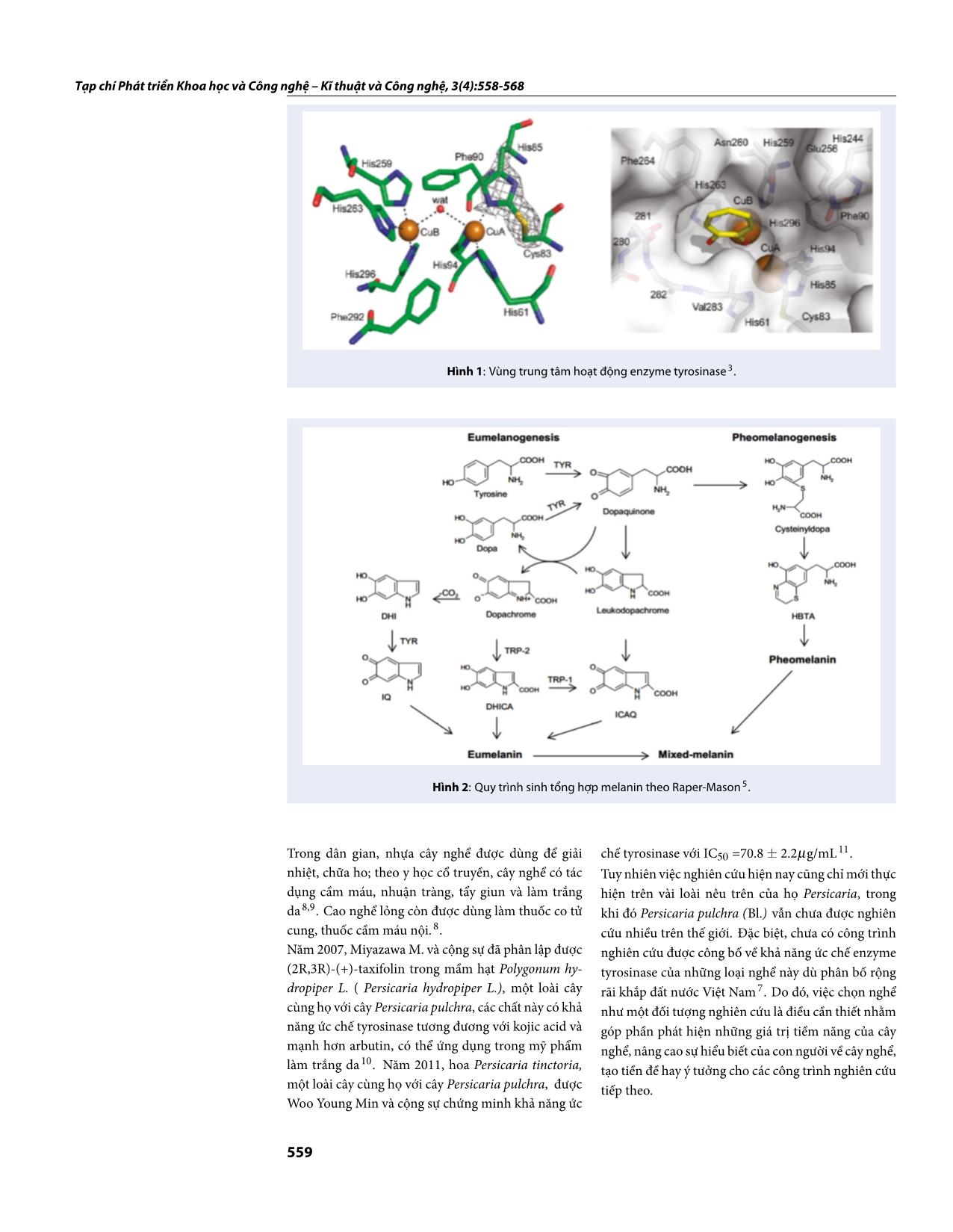 Tối ưu hóa trích ly cao chiết có hoạt tính ức chế enzyme tyrosinase từ lá Persicaria pulchra (Bl.) Soják bằng phương pháp bề mặt đáp ứng trang 2