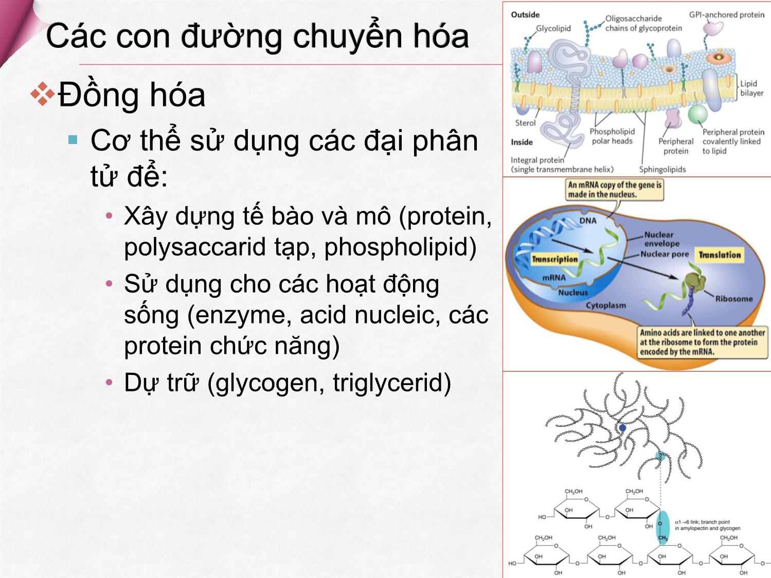 Bài giảng Hóa sinh - Chương 2: Chuyển hóa, oxi hóa sinh học, chu trình acid citric trang 7