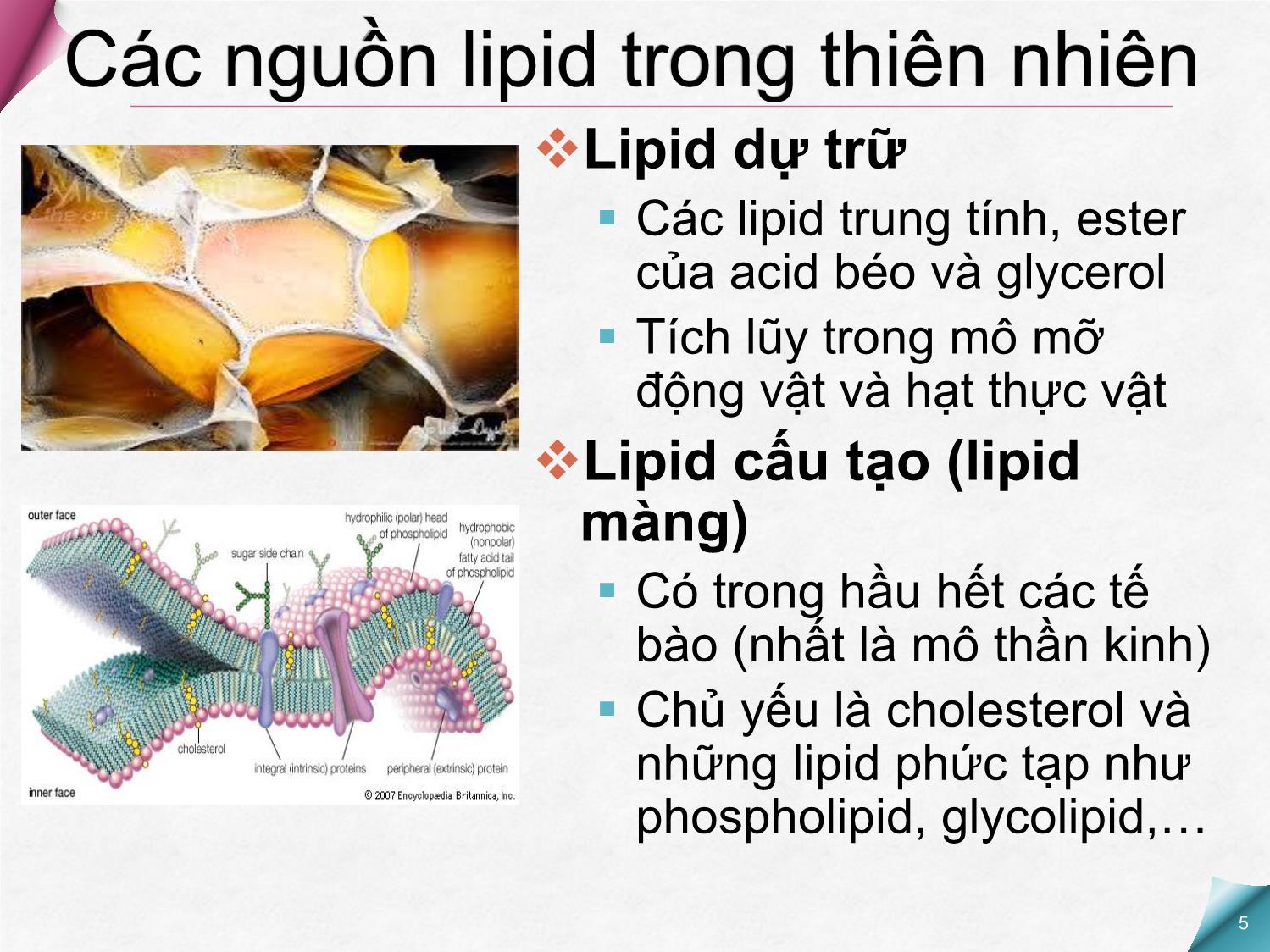 Bài giảng Hóa sinh - Chương 5: Cấu trúc Lipid trang 5