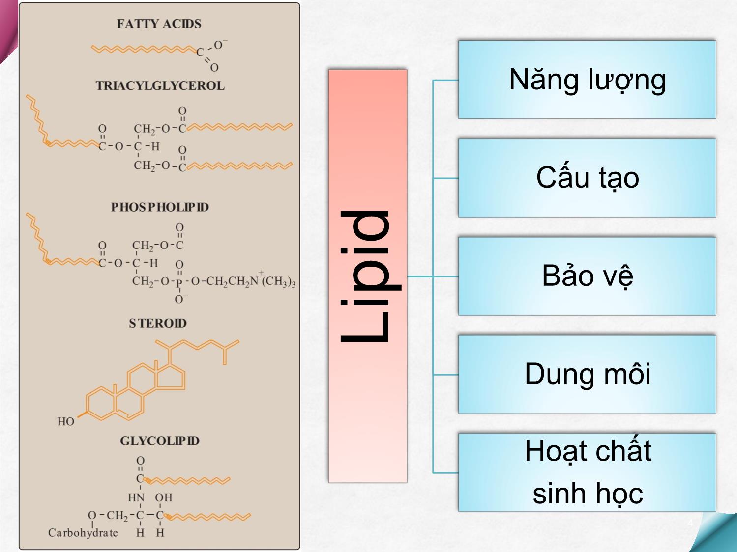 Bài giảng Hóa sinh - Chương 6: Chuyển hóa Lipid trang 4
