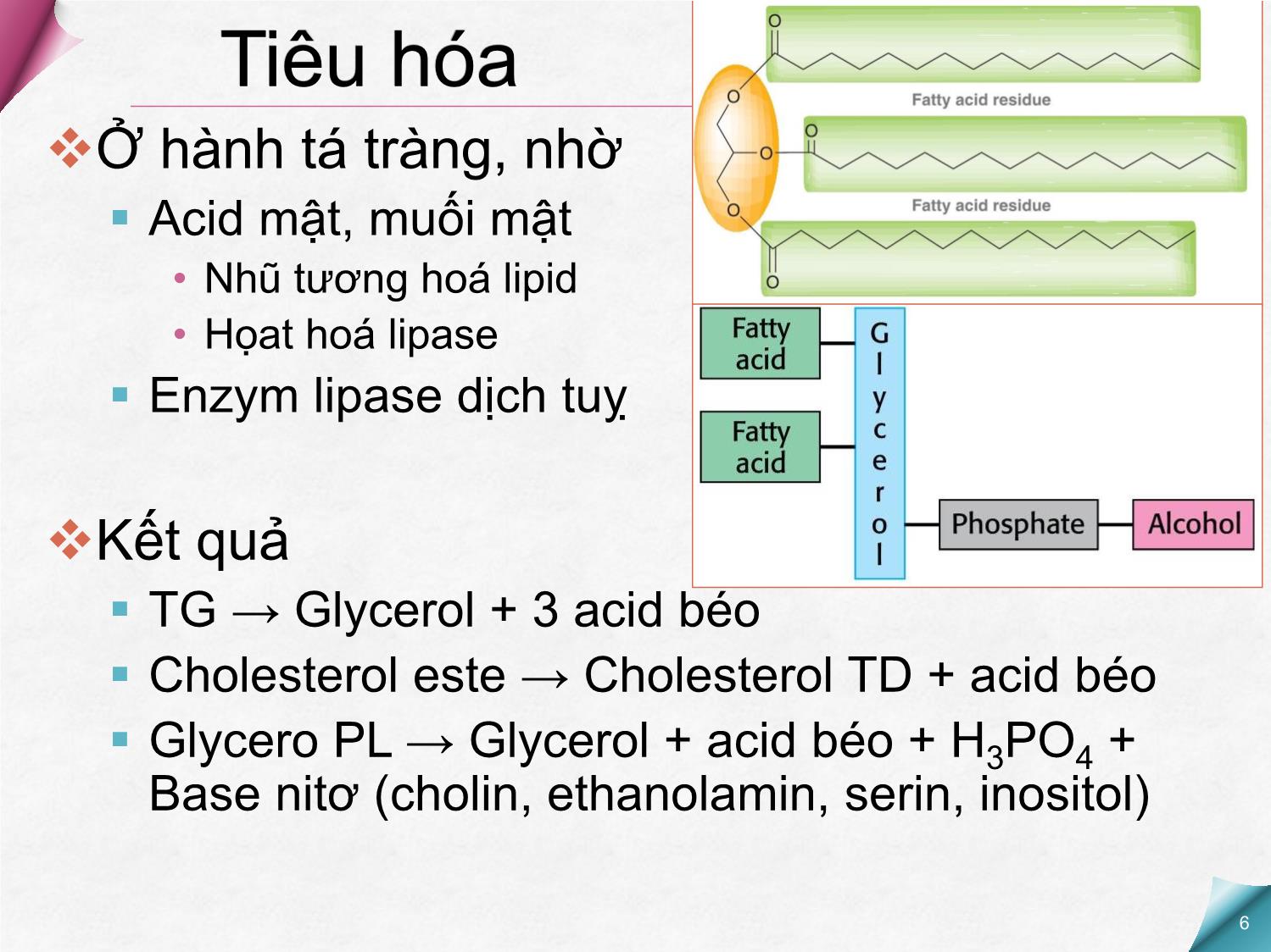 Bài giảng Hóa sinh - Chương 6: Chuyển hóa Lipid trang 6