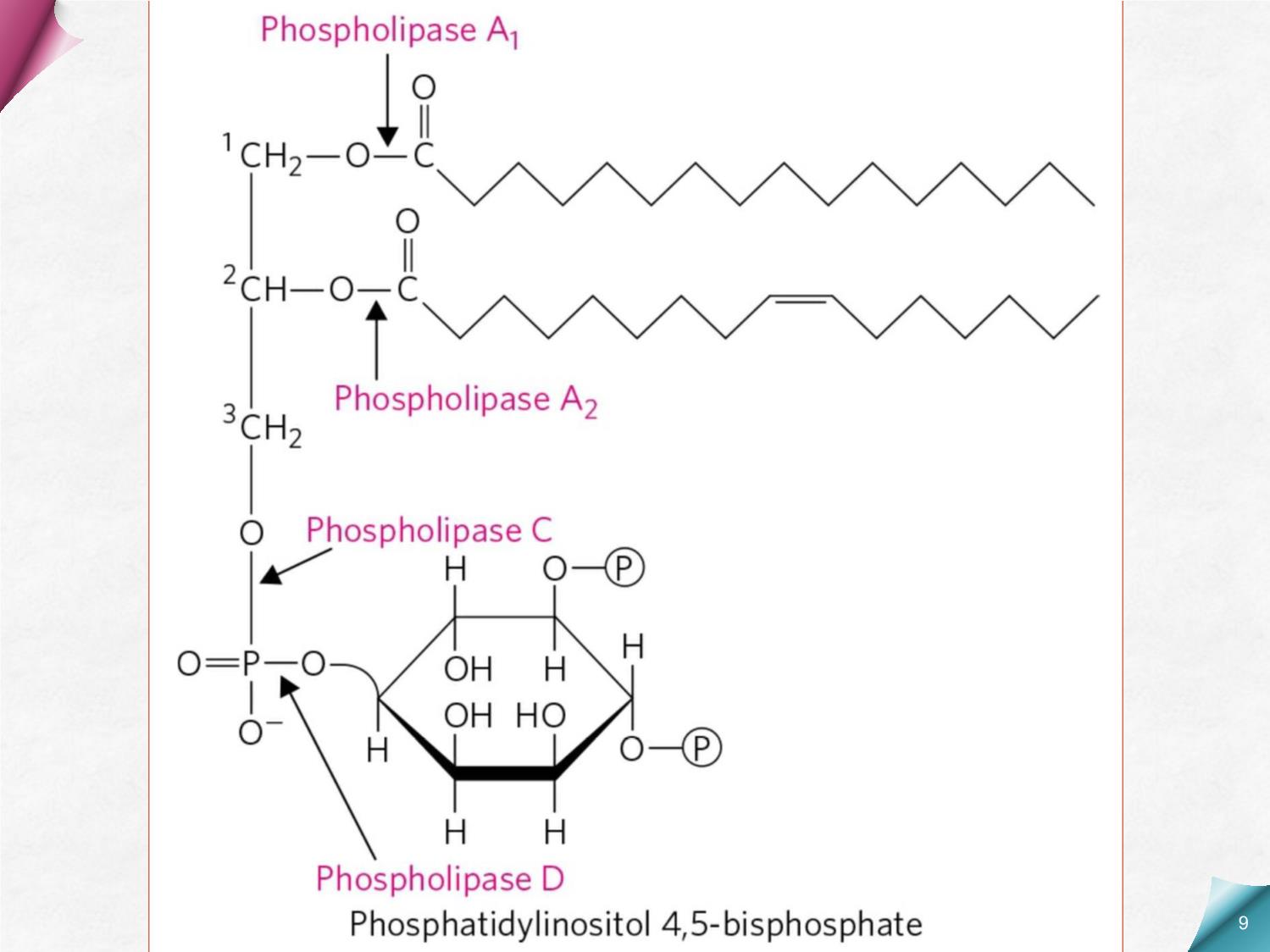 Bài giảng Hóa sinh - Chương 6: Chuyển hóa Lipid trang 9