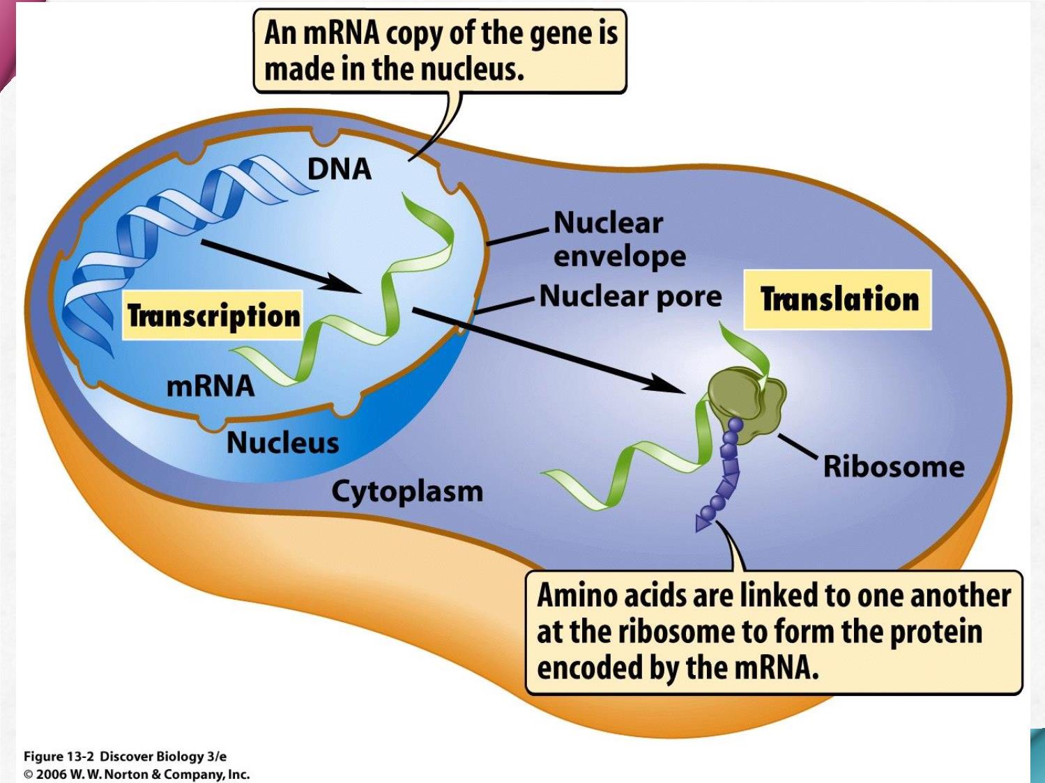 Bài giảng Hóa sinh - Chương 7: Cấu trúc acid amin và protein trang 4