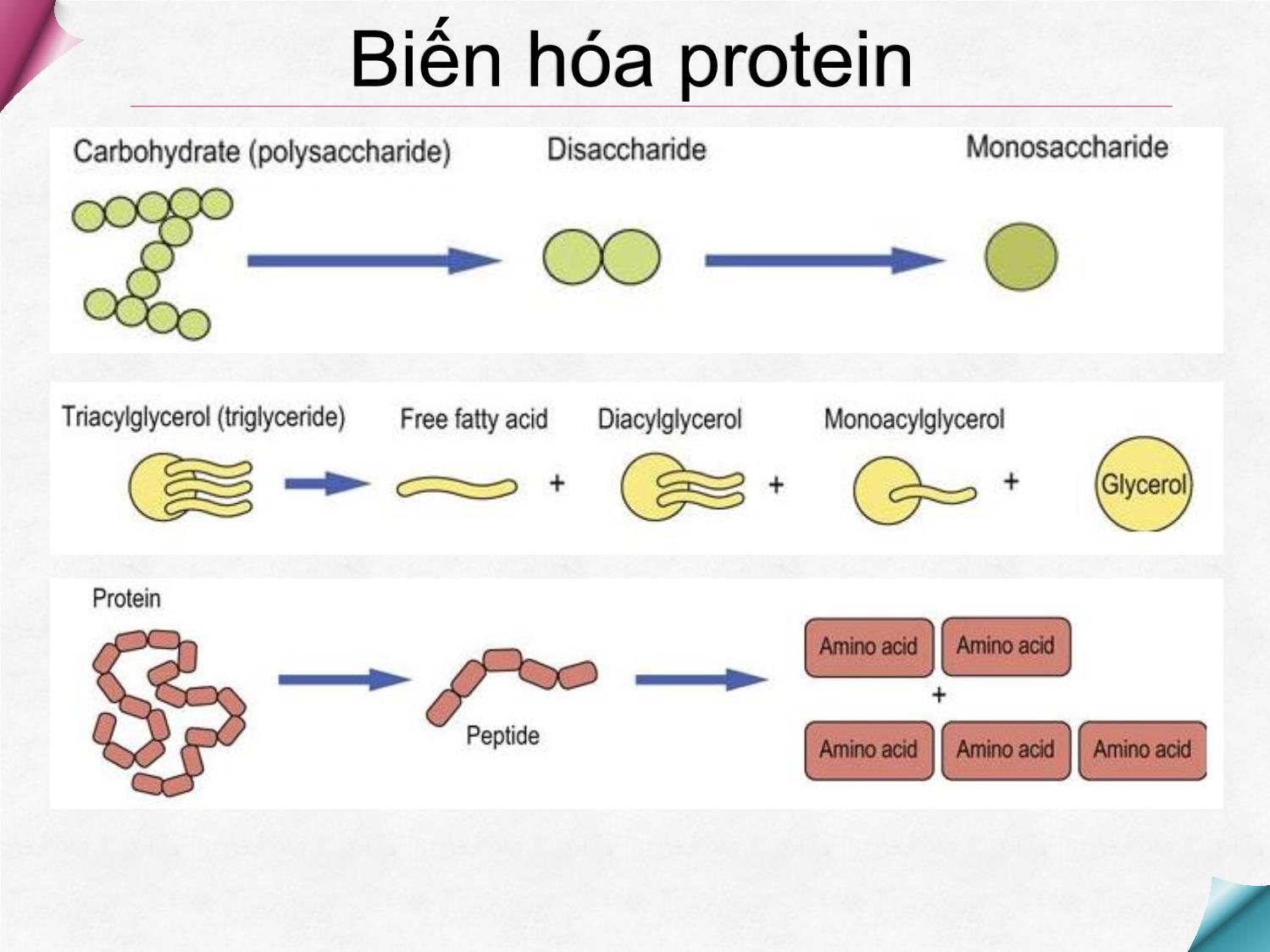 Bài giảng Hóa sinh - Chương 8: Chuyển hóa protein và acid amin trang 3