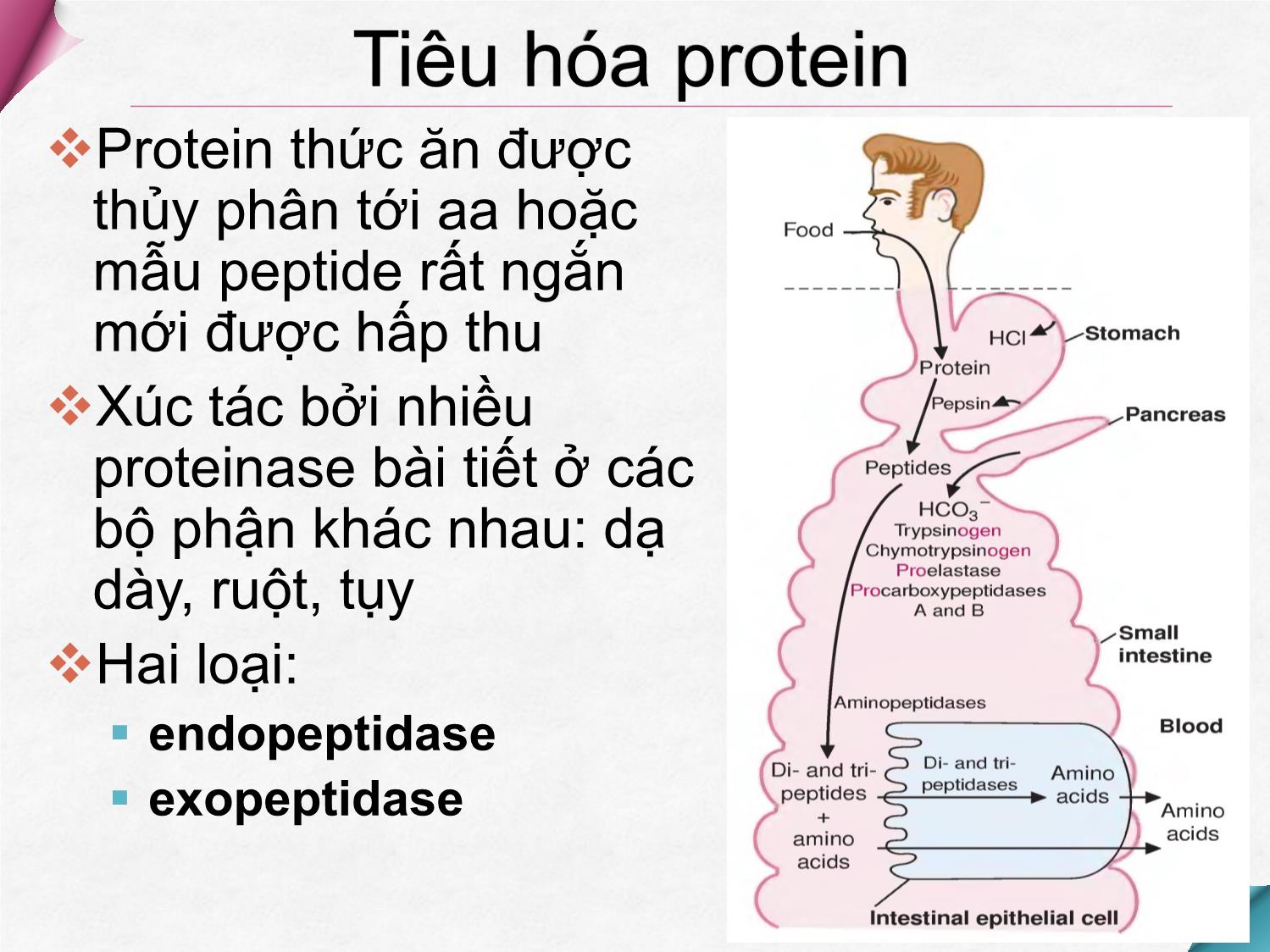 Bài giảng Hóa sinh - Chương 8: Chuyển hóa protein và acid amin trang 6