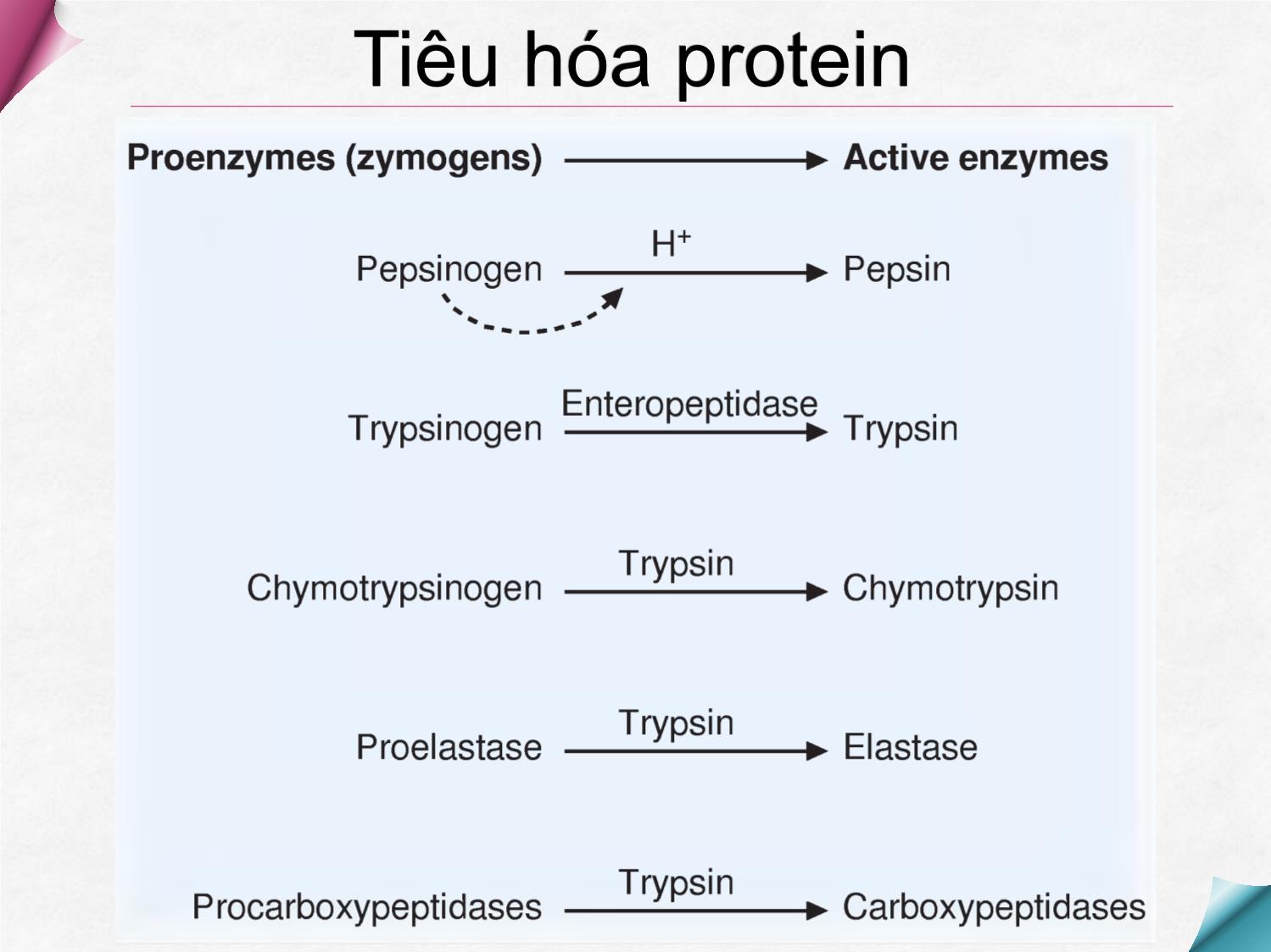 Bài giảng Hóa sinh - Chương 8: Chuyển hóa protein và acid amin trang 7