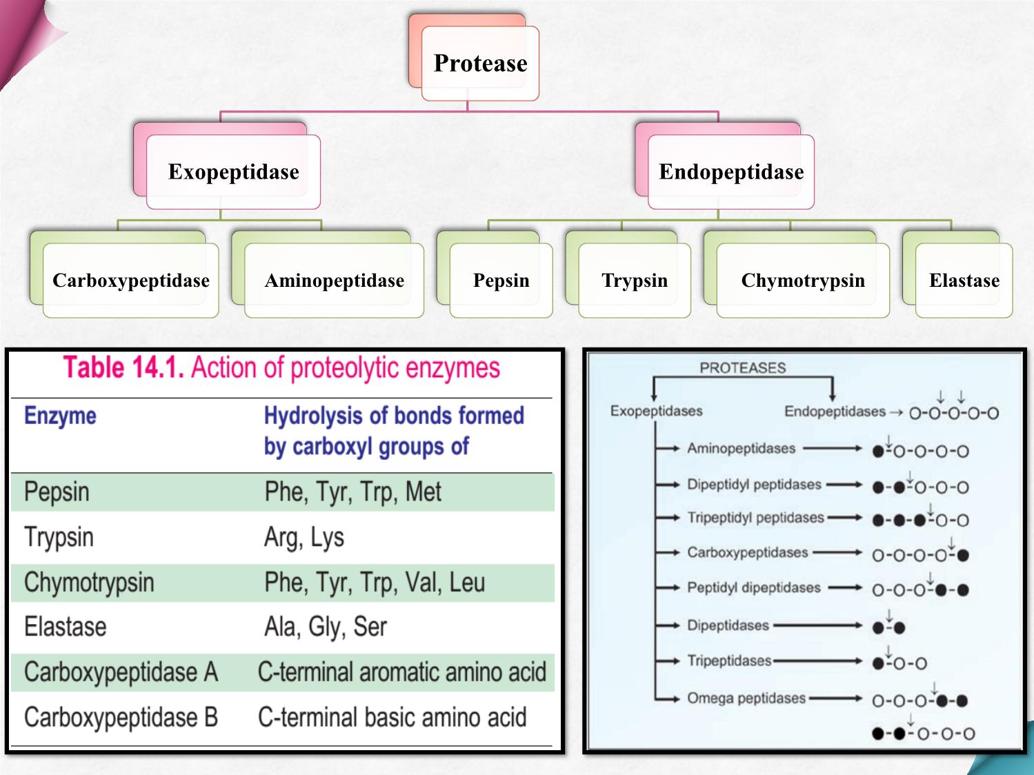 Bài giảng Hóa sinh - Chương 8: Chuyển hóa protein và acid amin trang 8