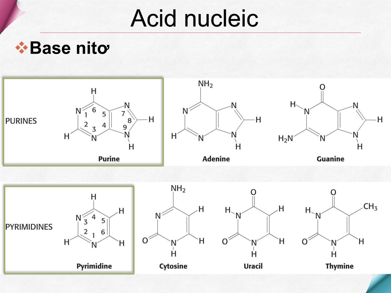 Bài giảng Hóa sinh - Chương 9: Hóa học acid Nucleic trang 10