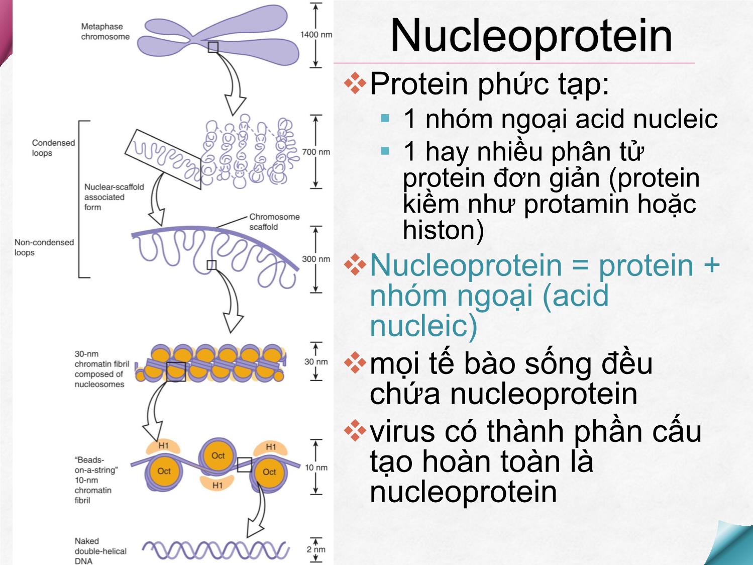 Bài giảng Hóa sinh - Chương 9: Hóa học acid Nucleic trang 4
