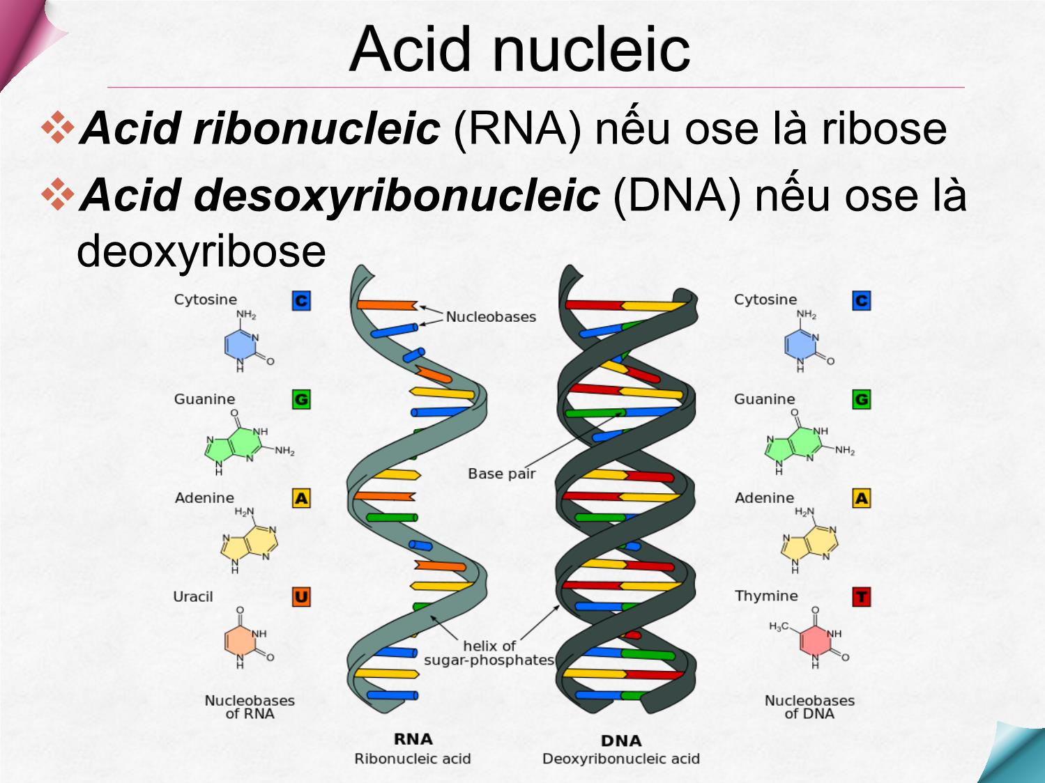 Bài giảng Hóa sinh - Chương 9: Hóa học acid Nucleic trang 7
