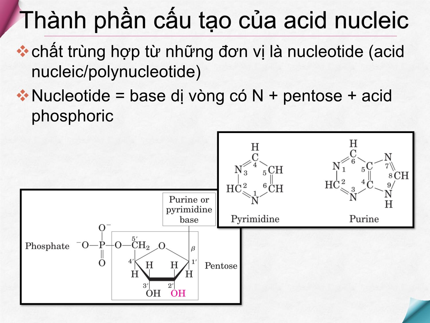 Bài giảng Hóa sinh - Chương 9: Hóa học acid Nucleic trang 8