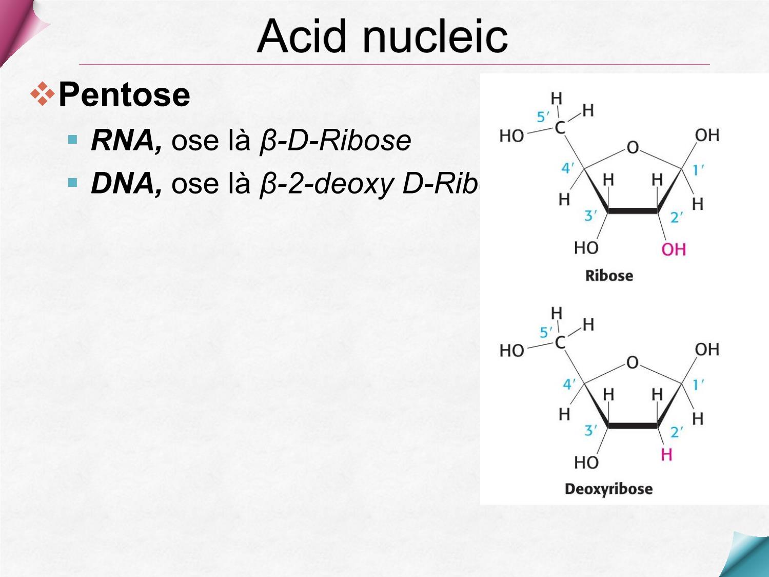 Bài giảng Hóa sinh - Chương 9: Hóa học acid Nucleic trang 9