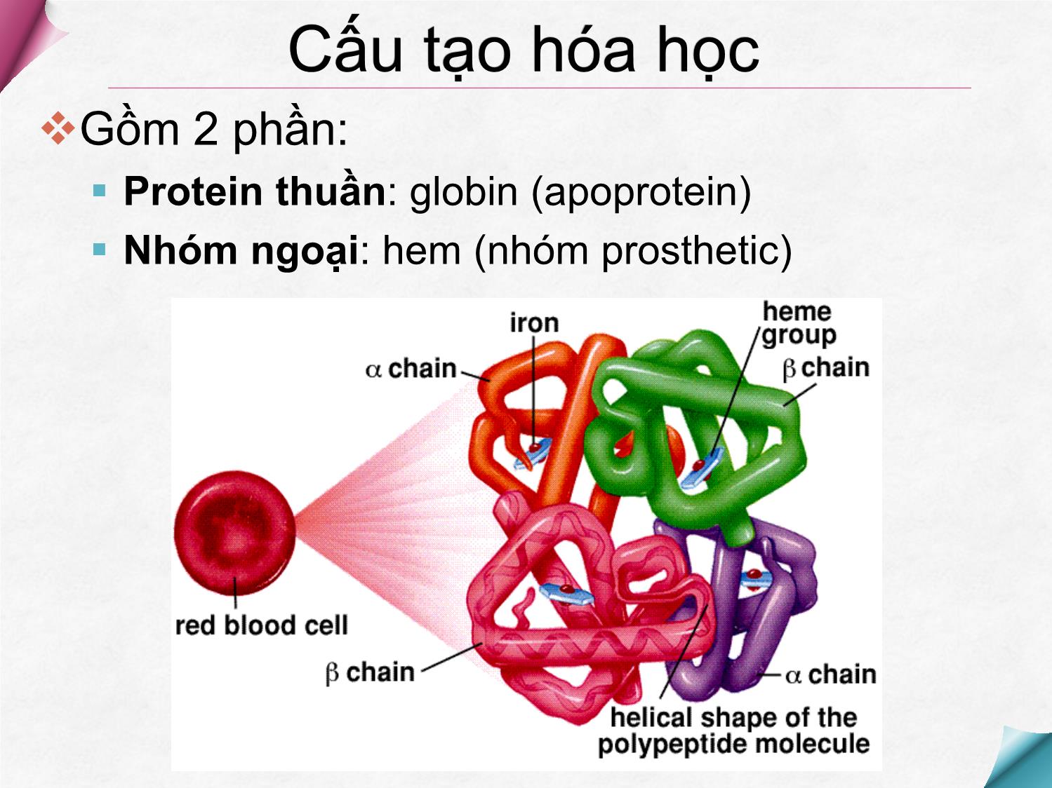 Bài giảng Hóa sinh - Chương 11: Hóa học Hemoglobin trang 10