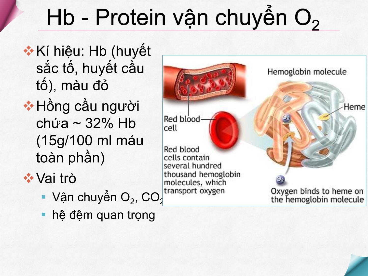 Bài giảng Hóa sinh - Chương 11: Hóa học Hemoglobin trang 9