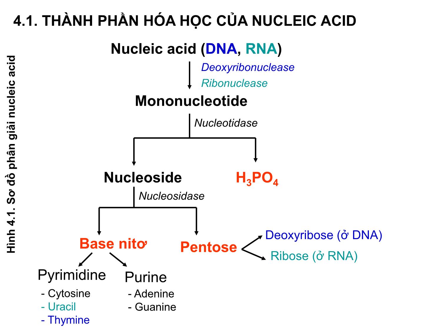 Bài giảng Hóa sinh đại cương - Chương 4: Acid nucleic trang 4