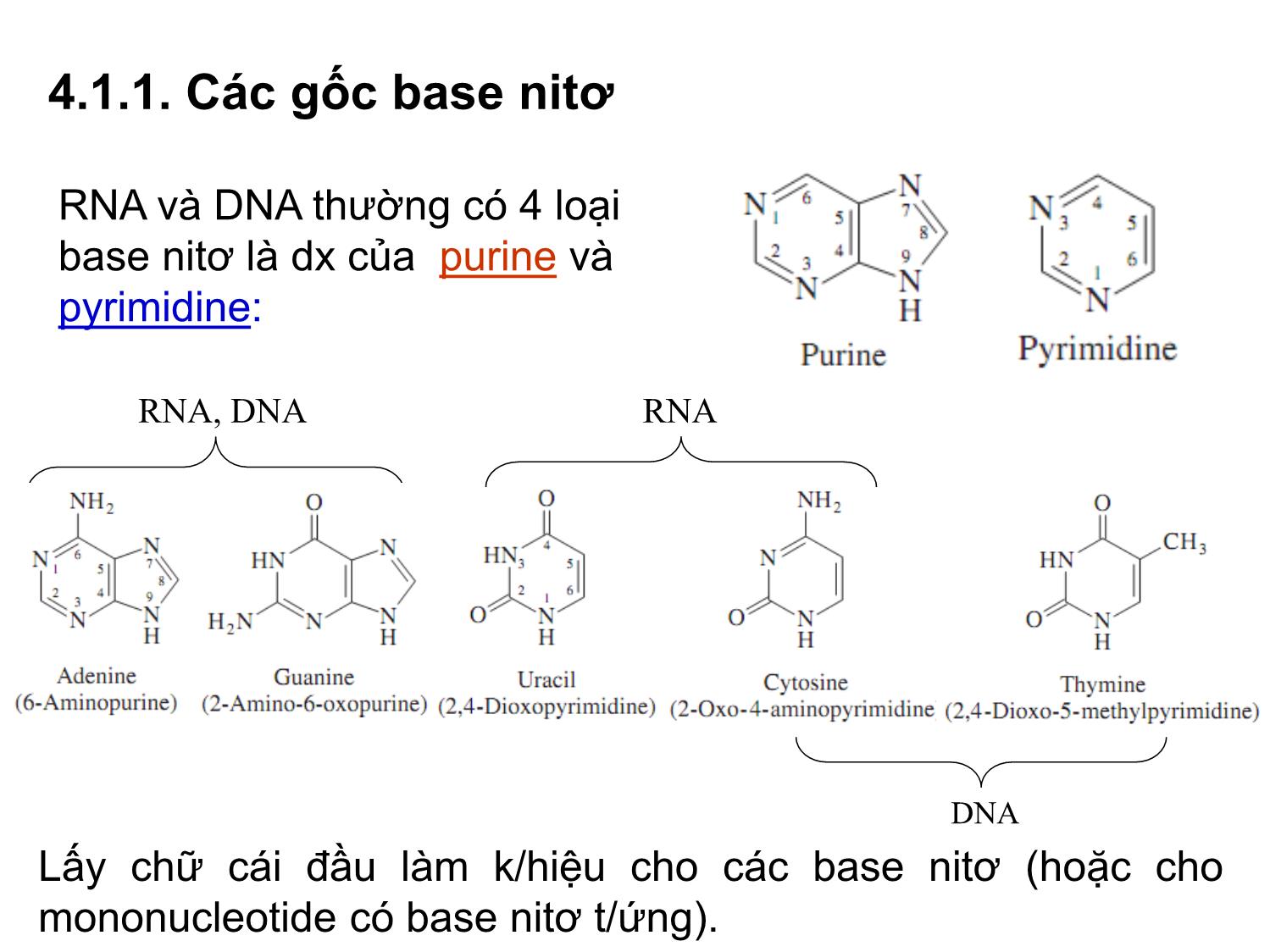 Bài giảng Hóa sinh đại cương - Chương 4: Acid nucleic trang 7