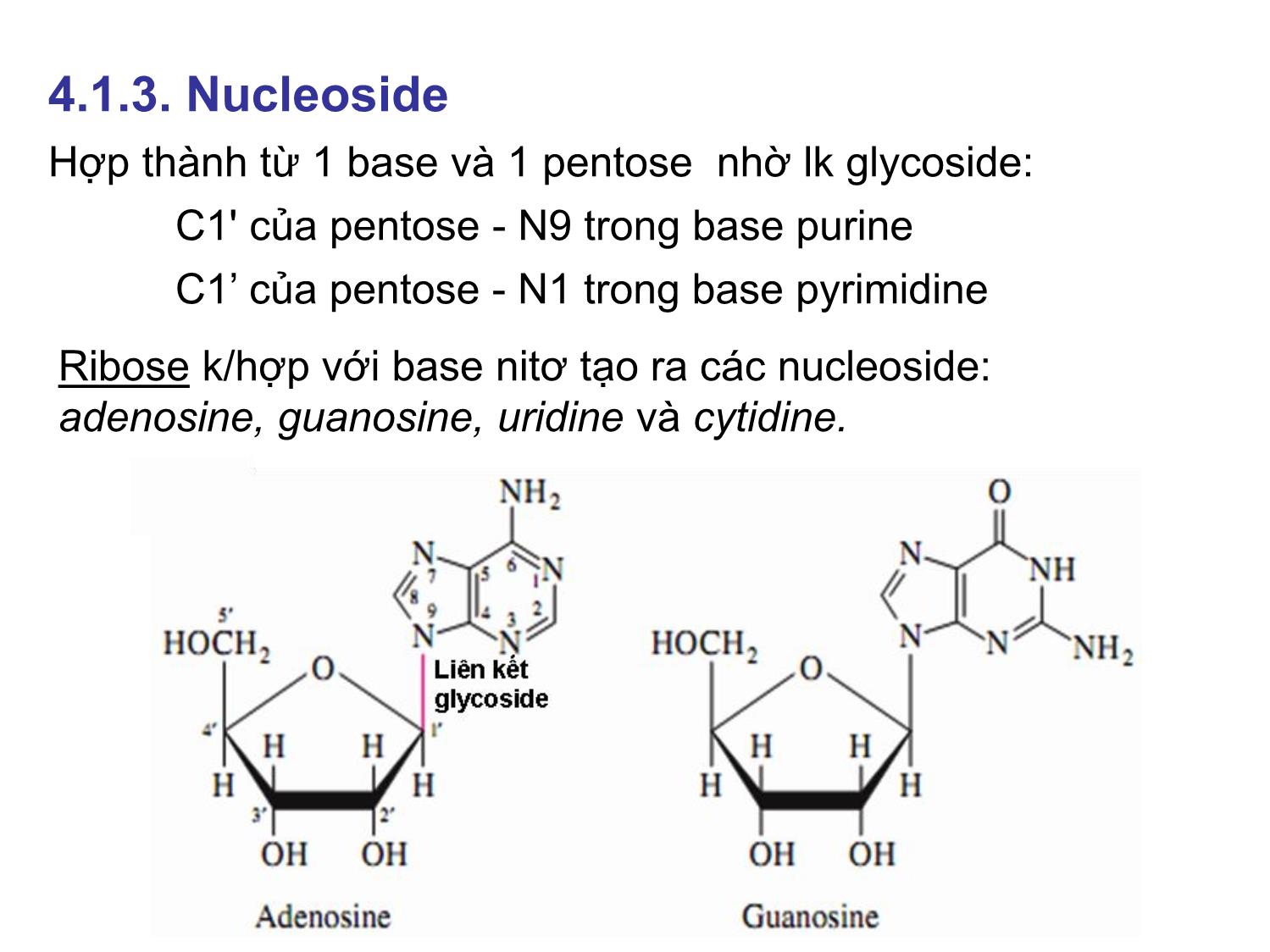 Bài giảng Hóa sinh đại cương - Chương 4: Acid nucleic trang 9