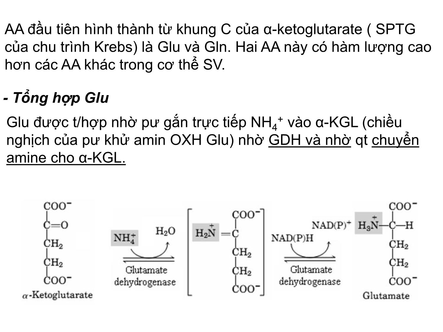 Bài giảng Hóa sinh đại cương - Chương 5: Trao đổi protein và acid amin trang 10