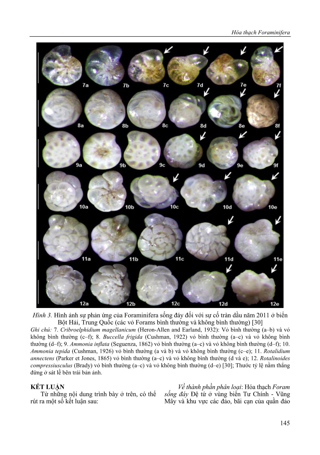 Hóa thạch Foraminifera (Trùng lỗ) sống đáy Đệ tứ ở vùng biển Tư Chính - Vũng Mây (thềm lục địa Việt Nam) và khu vực các đảo, bãi cạn thuộc quần đảo Trường Sa, Việt Nam và ý nghĩa của chúng trang 9