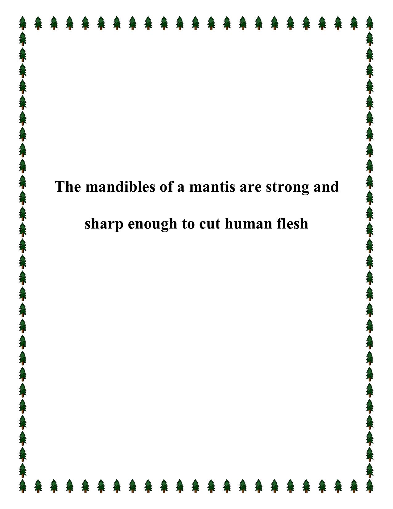 The mandibles of a mantis are strong and sharp enough to cut human flesh trang 1