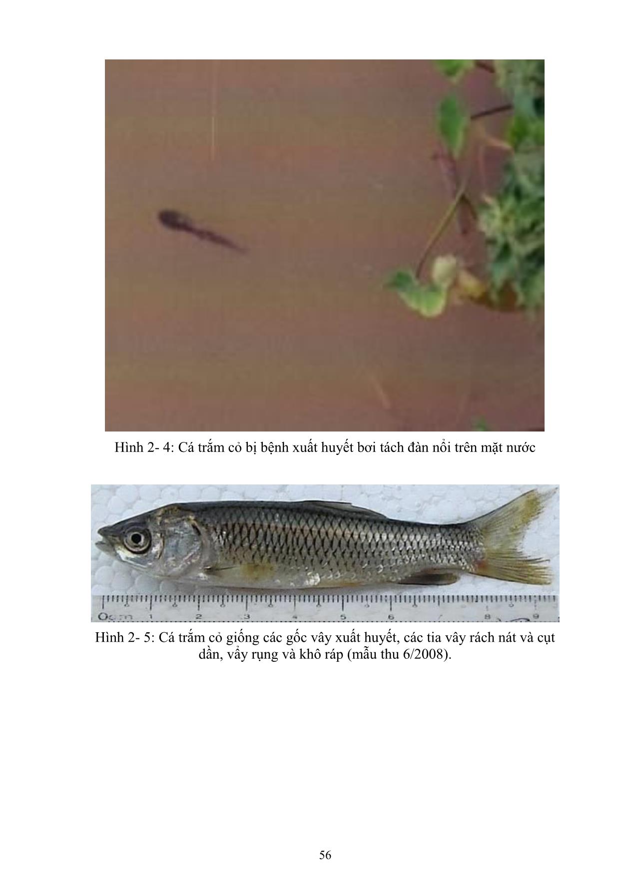 Giáo trình Nuôi cá và đặc sản nước ngọt - Bài 5: Bệnh truyền nhiễm ở động vật thủy sản trang 10