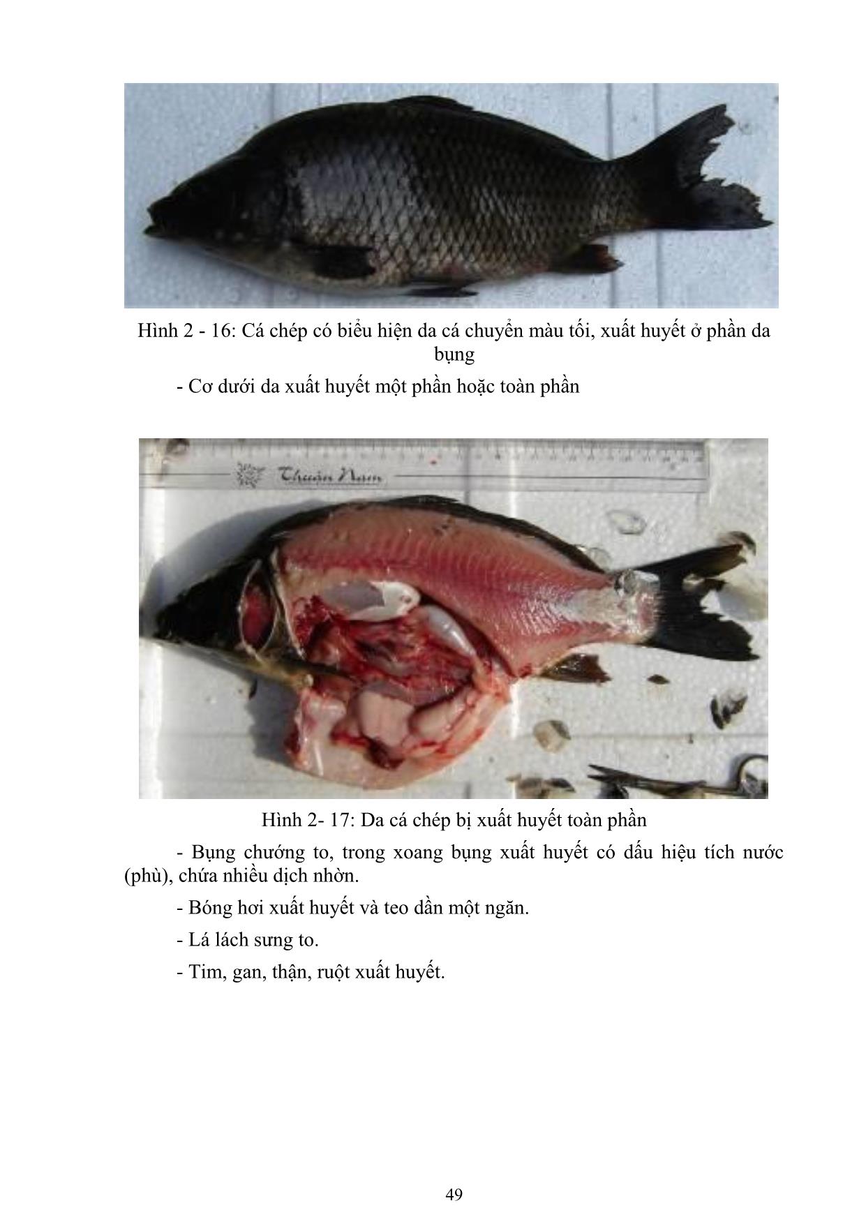 Giáo trình Nuôi cá và đặc sản nước ngọt - Bài 5: Bệnh truyền nhiễm ở động vật thủy sản trang 3