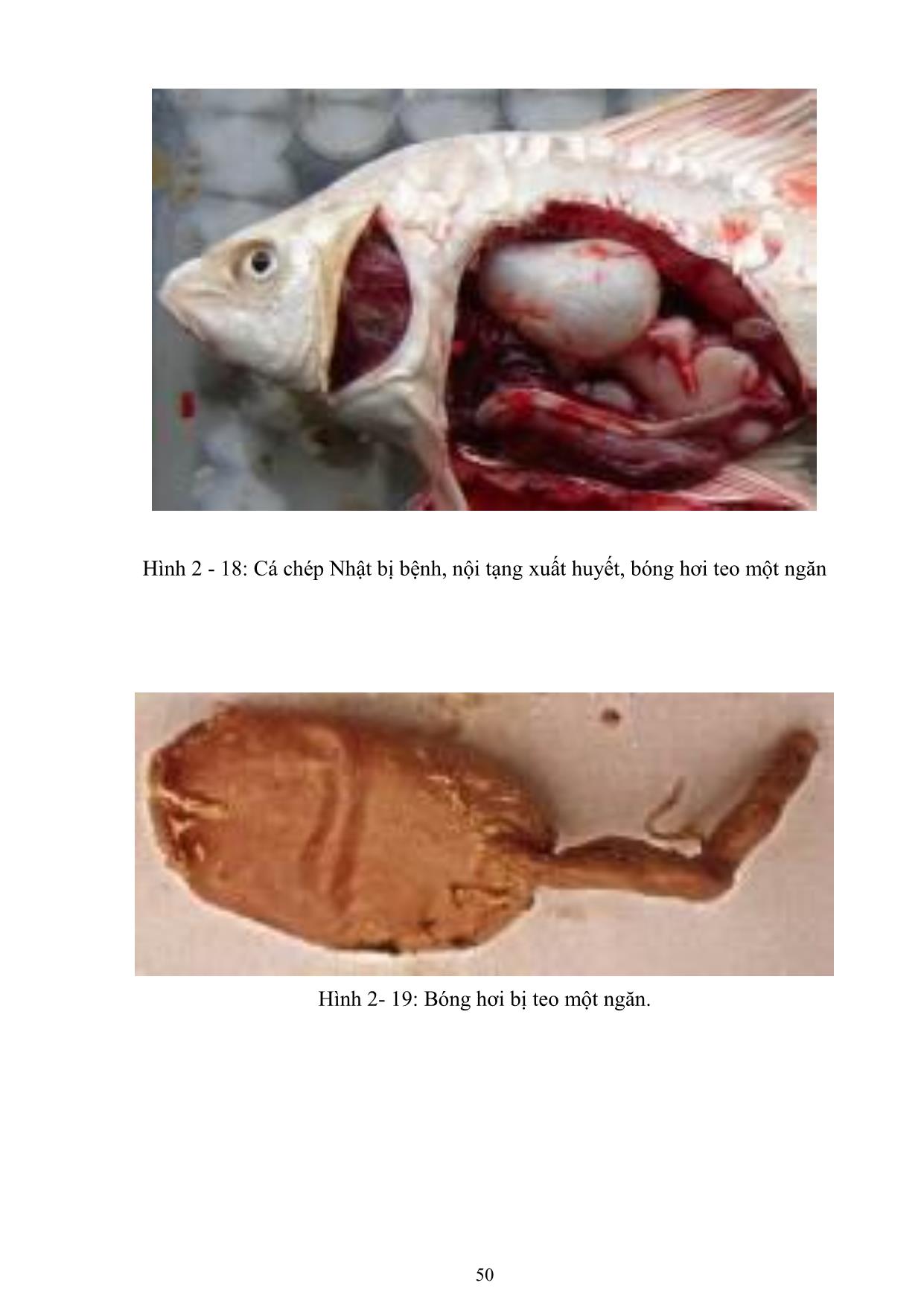 Giáo trình Nuôi cá và đặc sản nước ngọt - Bài 5: Bệnh truyền nhiễm ở động vật thủy sản trang 4