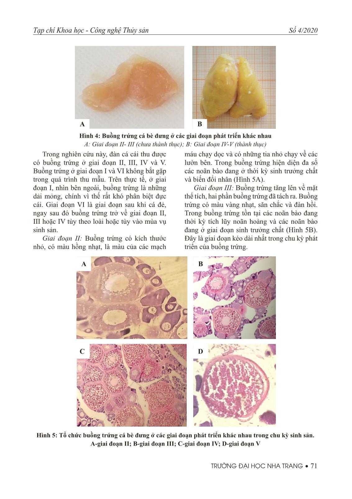 Nghiên cứu đặc điểm sinh học buồng trứng cá bè đưng trang 5