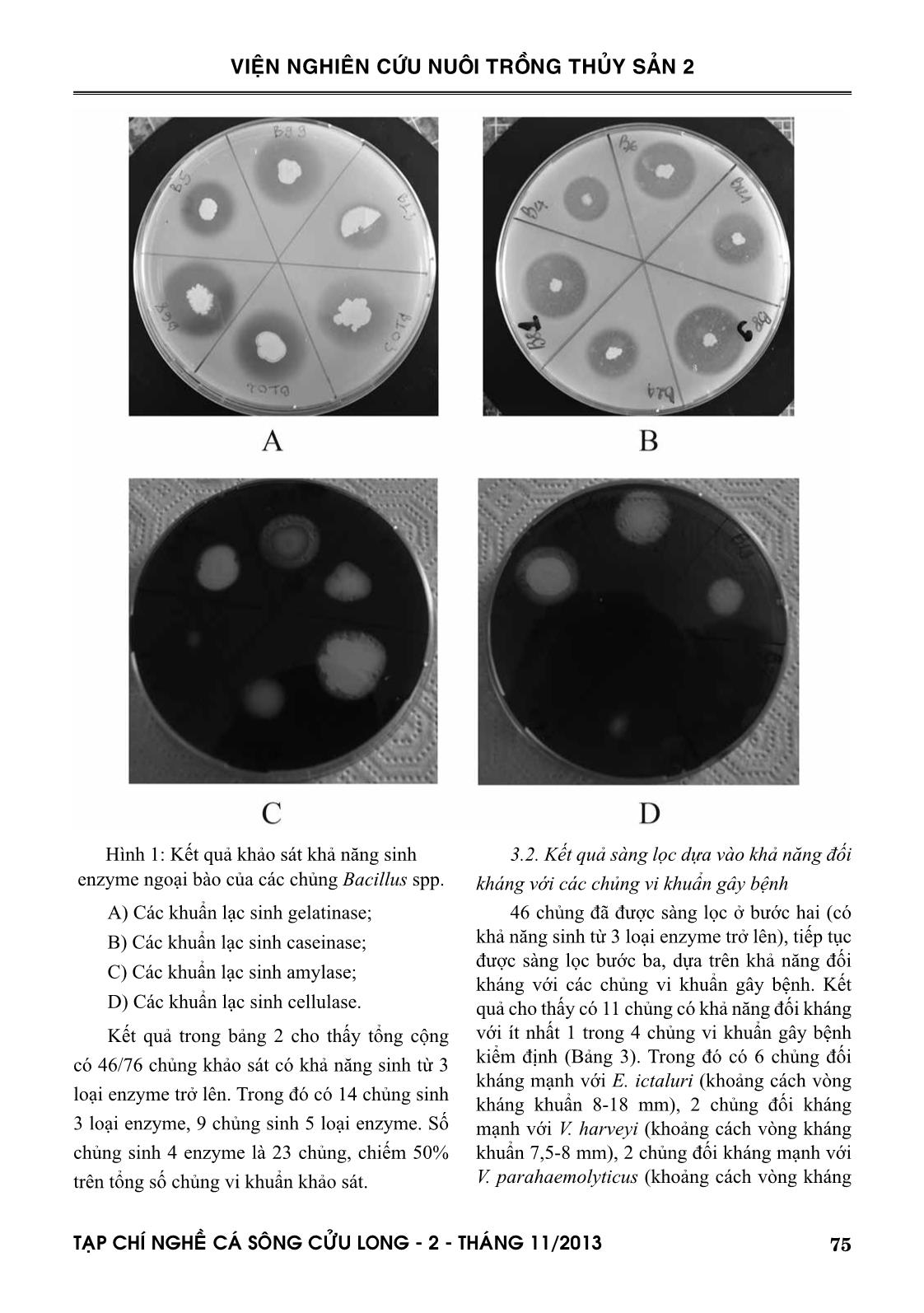 Phân lập và khảo sát đặc tính probiotic của các chủng bacillus spp. từ môi trường ao nuôi cá tra tại tỉnh Đồng Tháp trang 5