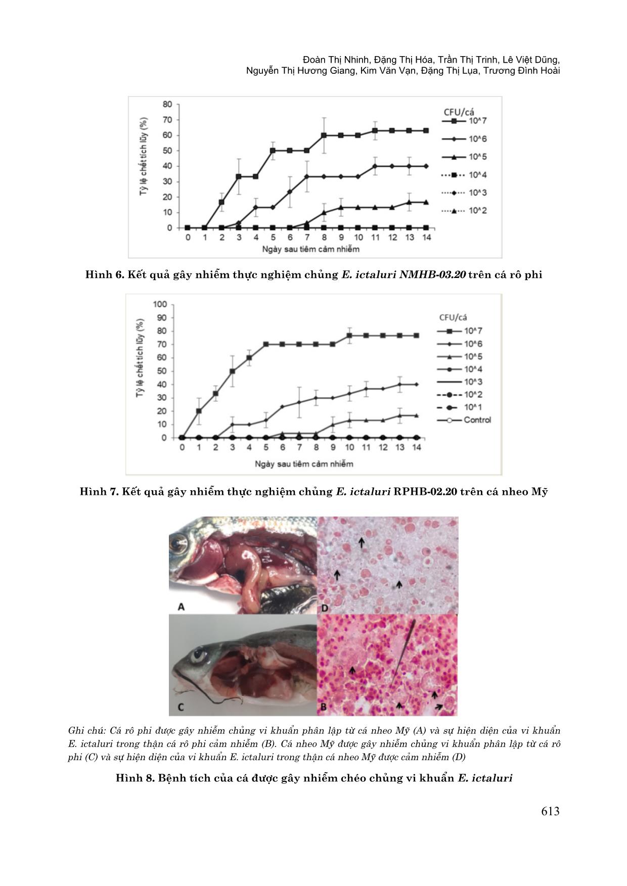 So sánh và đánh giá khả năng nhiễm chéo của vi khuẩn edwardsiella ictaluri phân lập từ cá rô phi và cá nheo mỹ trong điều kiện thực nghiệm trang 9