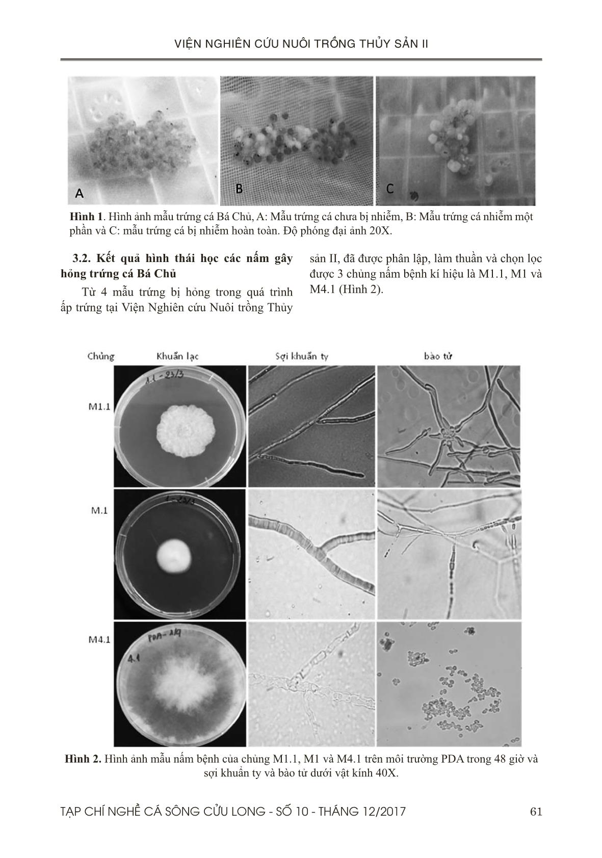 Xác định một số nấm gây bệnh trên trứng cá bá chủ (pterapogon kauderni) trong quá trình ấp bằng phương pháp pcr và sem trang 4