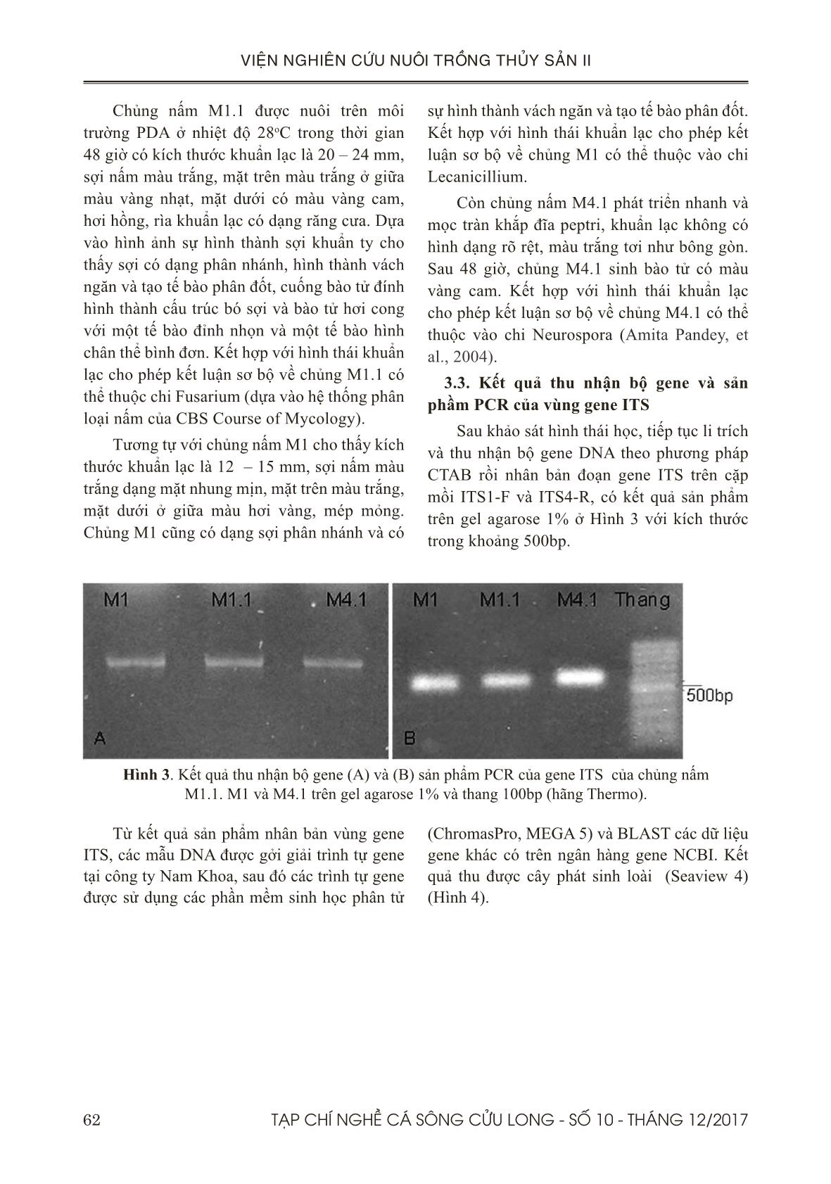 Xác định một số nấm gây bệnh trên trứng cá bá chủ (pterapogon kauderni) trong quá trình ấp bằng phương pháp pcr và sem trang 5