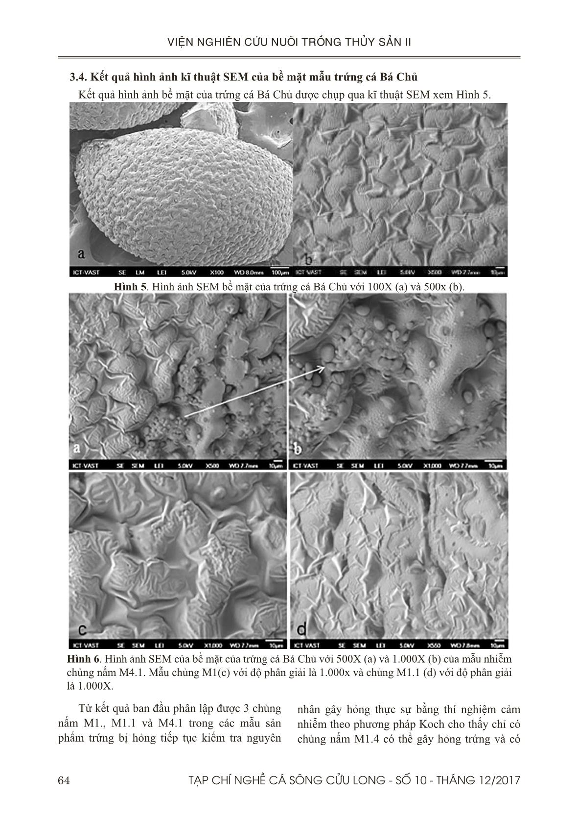 Xác định một số nấm gây bệnh trên trứng cá bá chủ (pterapogon kauderni) trong quá trình ấp bằng phương pháp pcr và sem trang 7