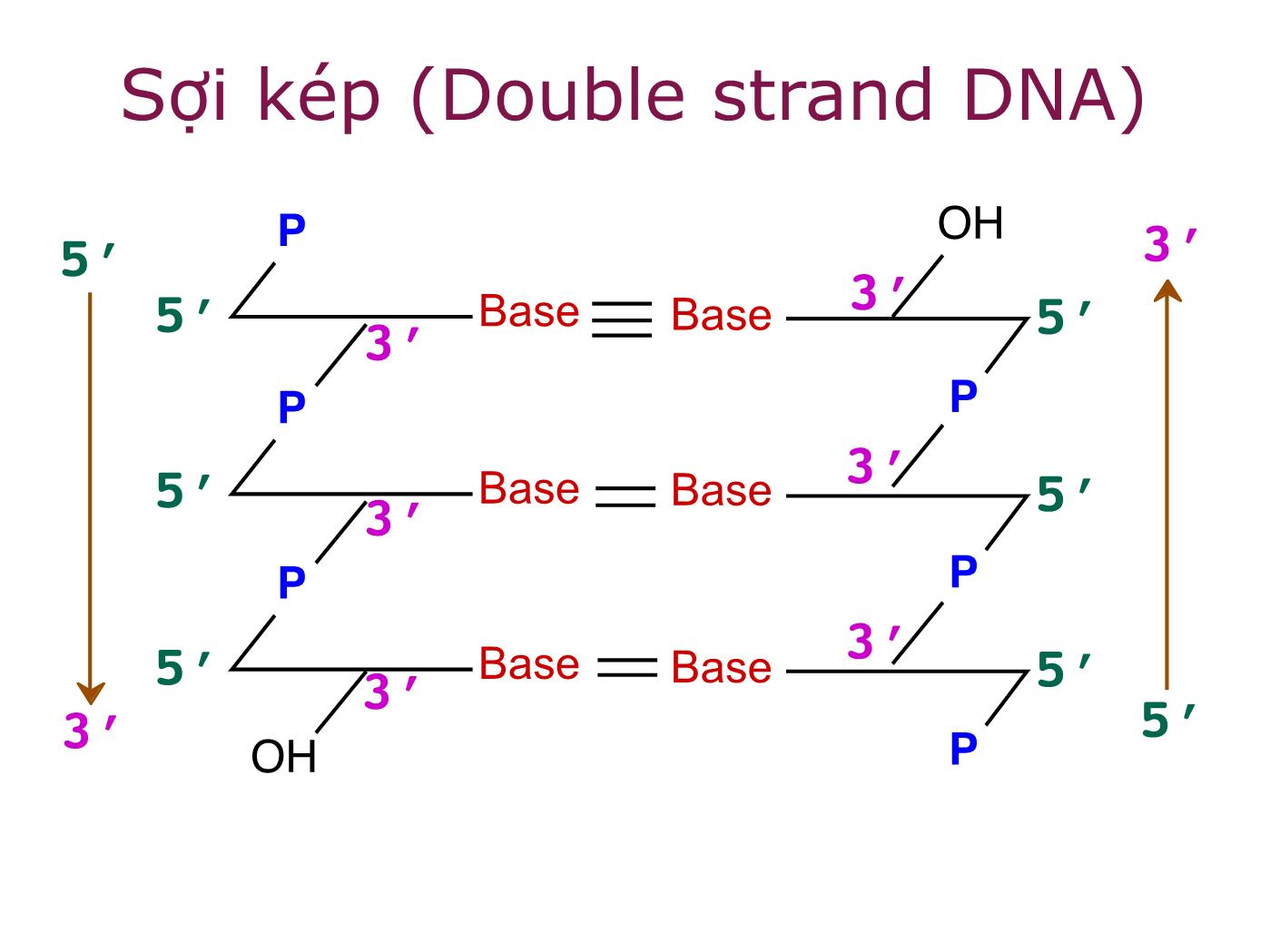 Bài giảng Sinh học phân tử - Chương 2: Các đại phân tử sinh học Acid nucleic và Protein trang 10