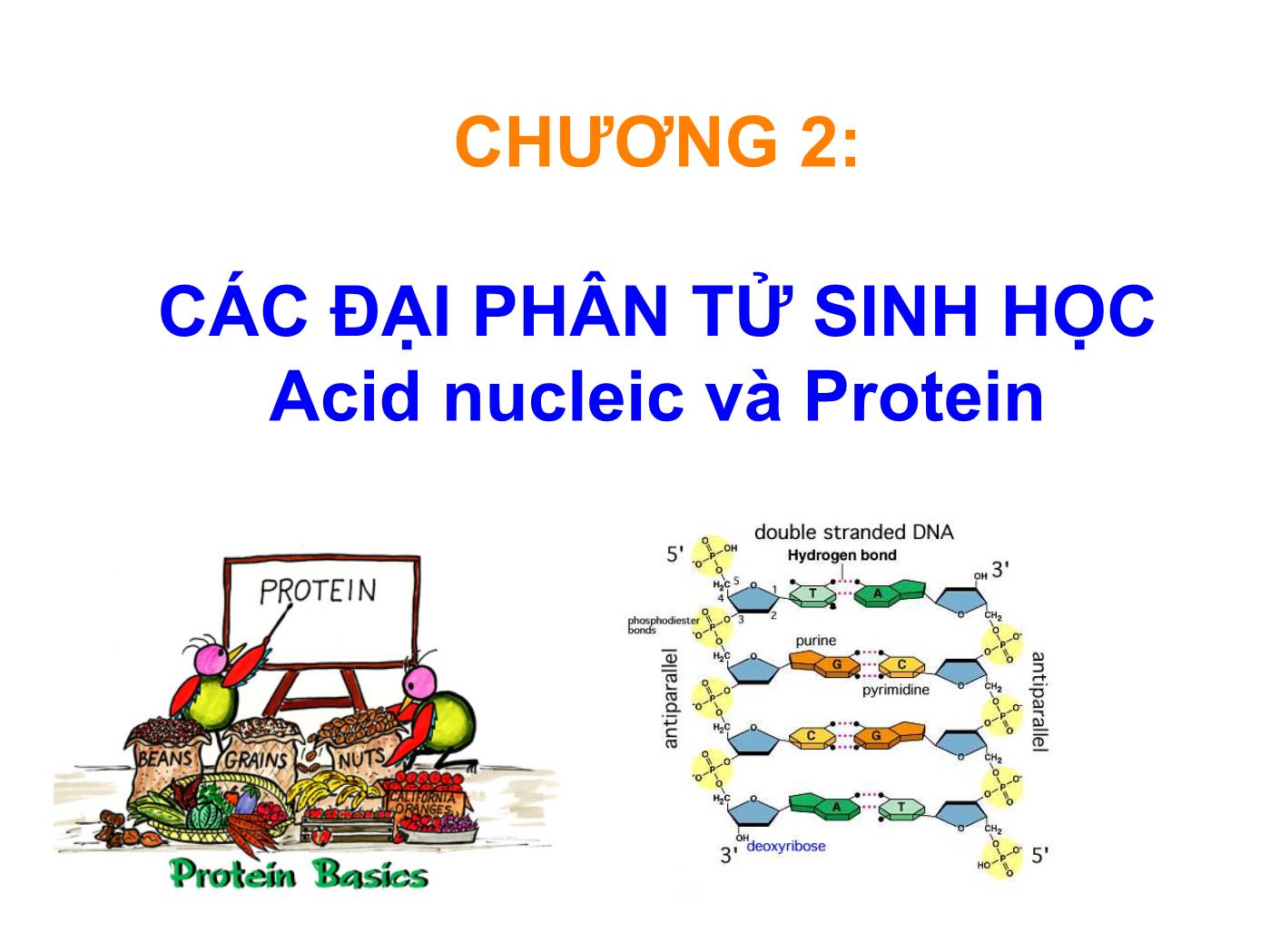 Bài giảng Sinh học phân tử - Chương 2: Các đại phân tử sinh học Acid nucleic và Protein trang 1