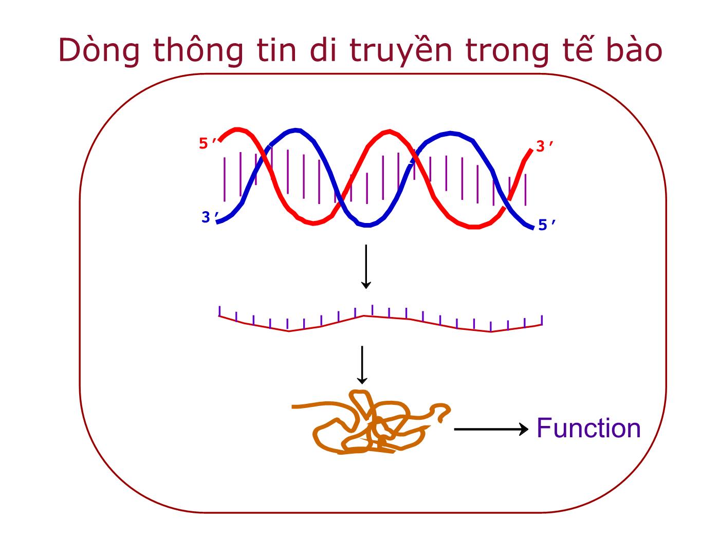 Bài giảng Sinh học phân tử - Chương 2: Các đại phân tử sinh học Acid nucleic và Protein trang 2