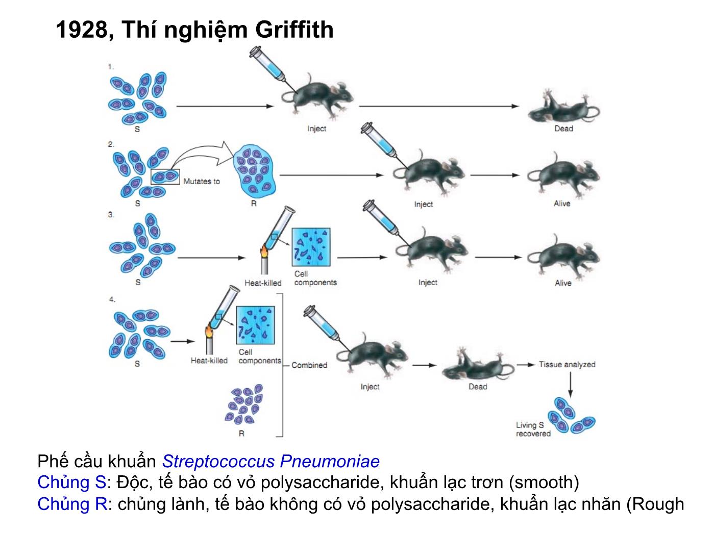 Bài giảng Sinh học phân tử - Chương 2: Các đại phân tử sinh học Acid nucleic và Protein trang 5