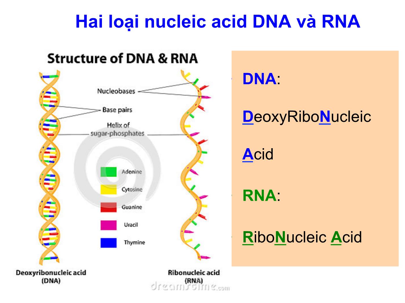 Bài giảng Sinh học phân tử - Chương 2: Các đại phân tử sinh học Acid nucleic và Protein trang 6