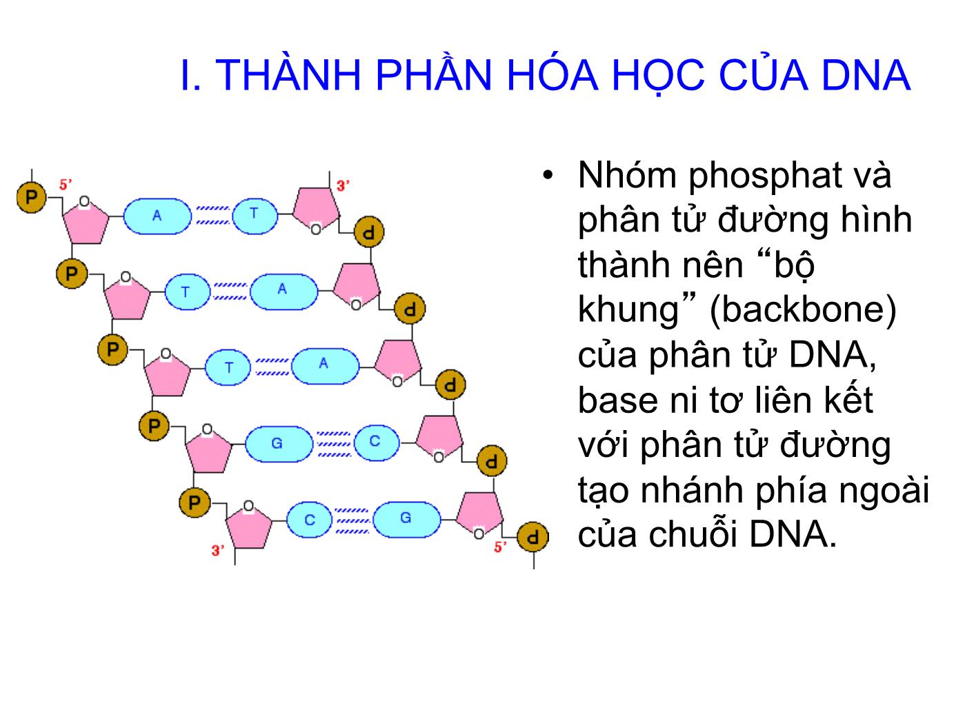 Bài giảng Sinh học phân tử - Chương 2: Các đại phân tử sinh học Acid nucleic và Protein trang 8