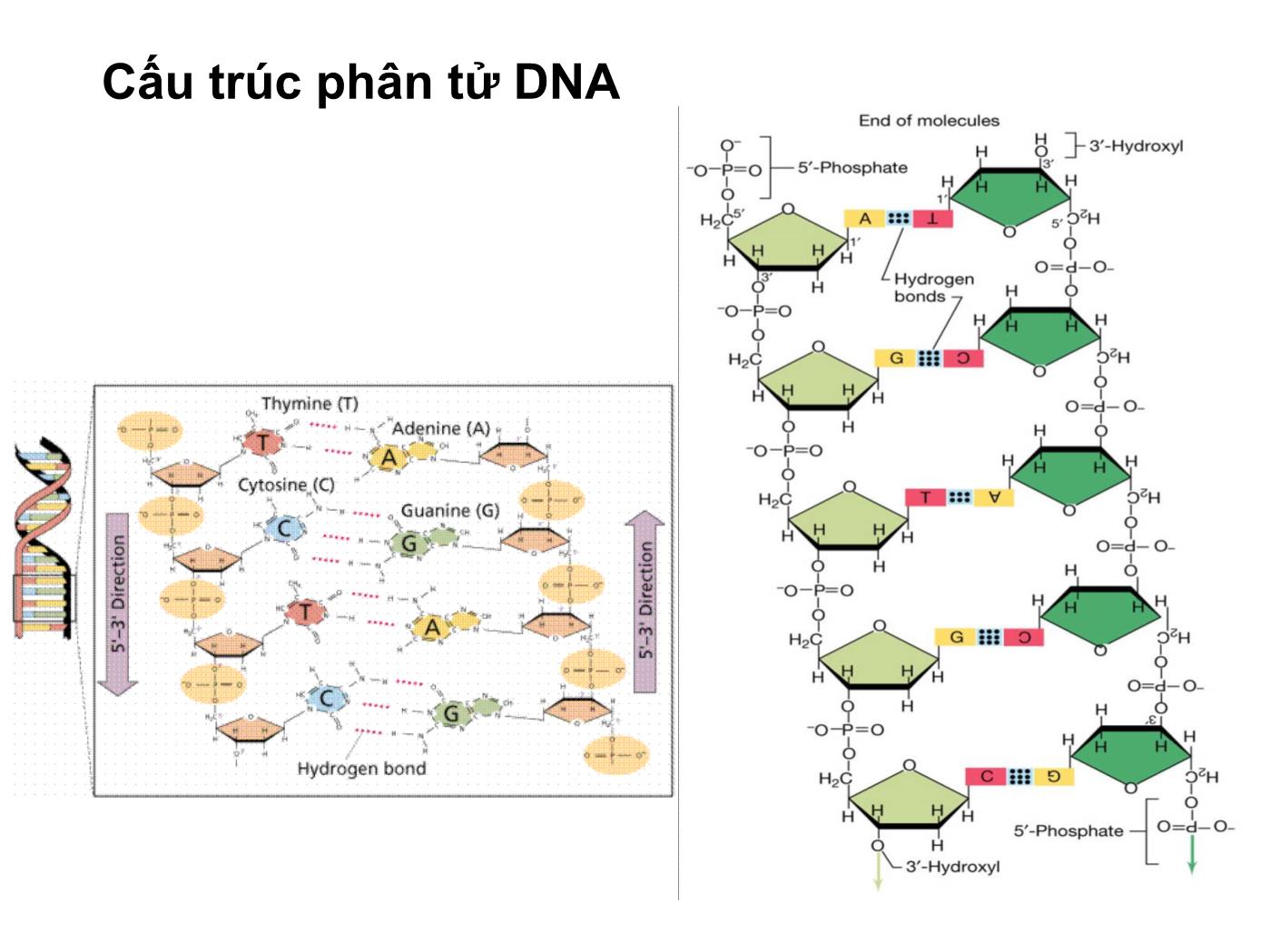 Bài giảng Sinh học phân tử - Chương 2: Các đại phân tử sinh học Acid nucleic và Protein trang 9