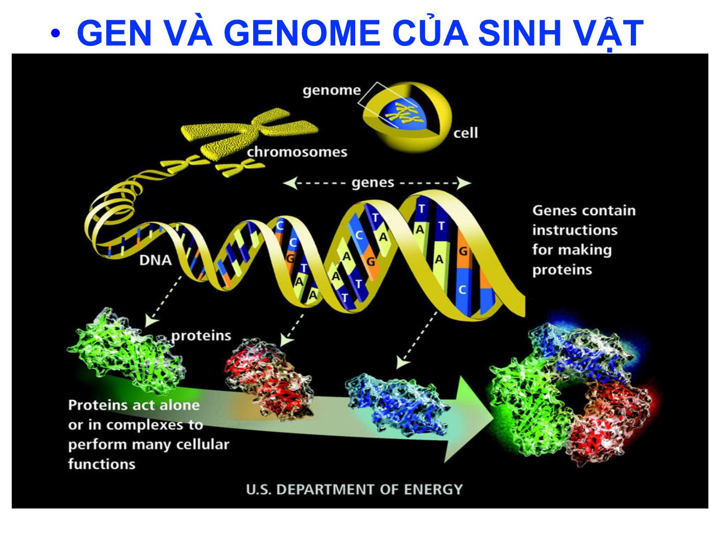 Bài giảng Sinh học phân tử - Chương 3: Gen và genome của sinh vật trang 1