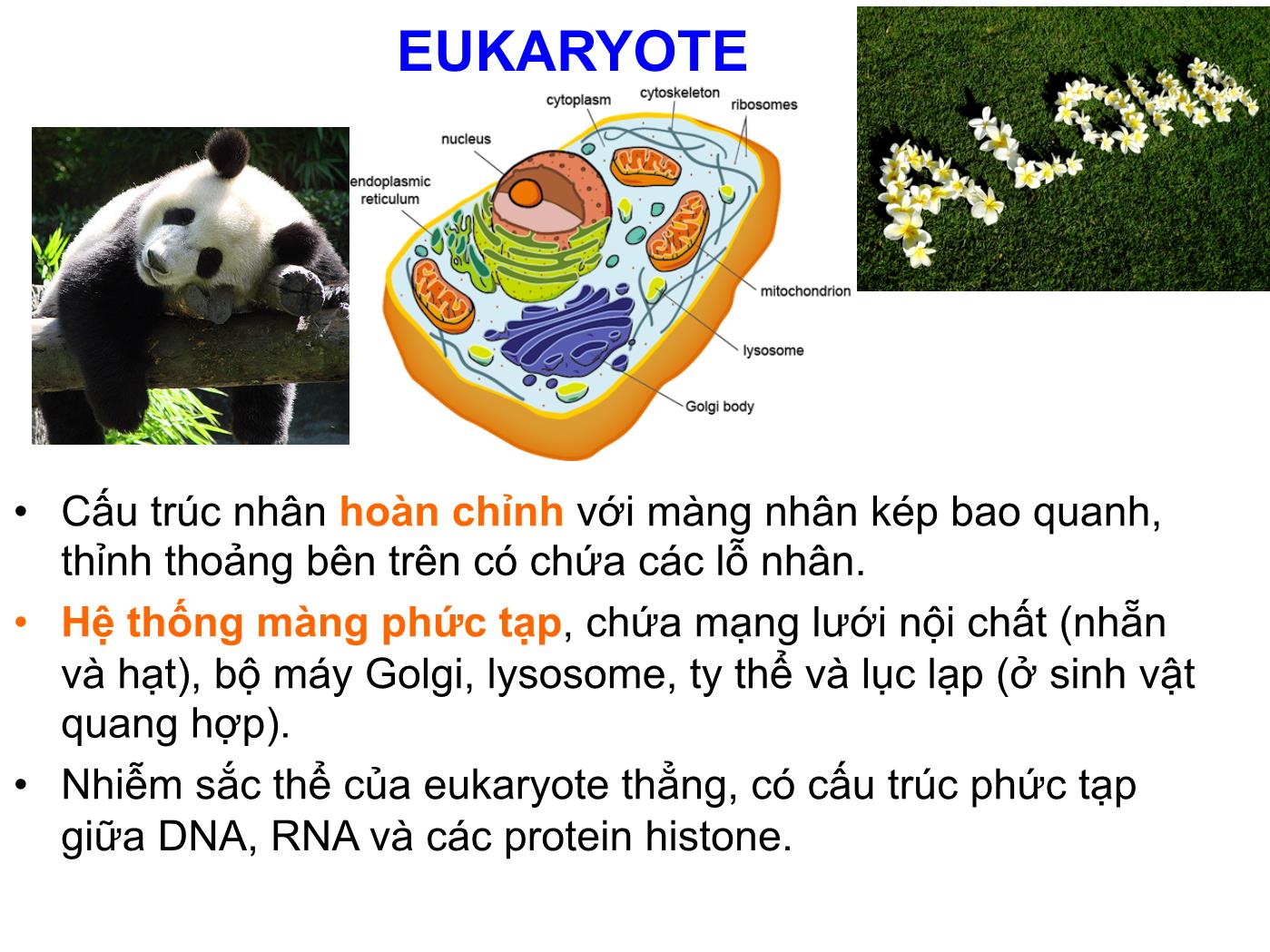 Bài giảng Sinh học phân tử - Chương 3: Gen và genome của sinh vật trang 4
