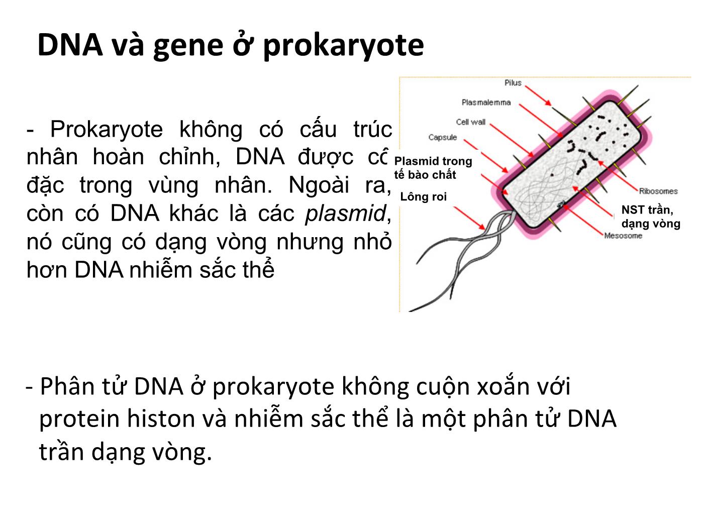 Bài giảng Sinh học phân tử - Chương 3: Gen và genome của sinh vật trang 7