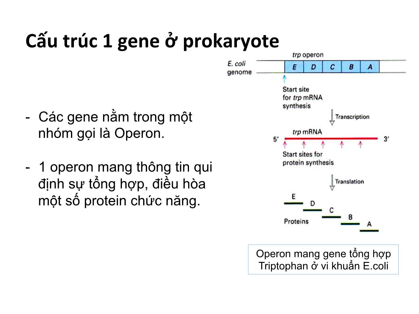 Bài giảng Sinh học phân tử - Chương 3: Gen và genome của sinh vật trang 8