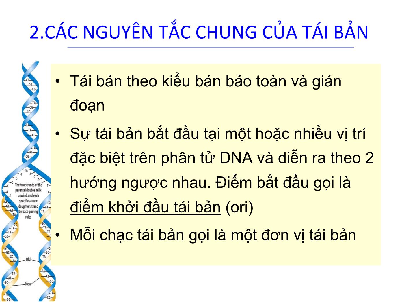 Bài giảng Sinh học phân tử - Chương 4: Tính ổn định của DNA (DNA replication) trang 10
